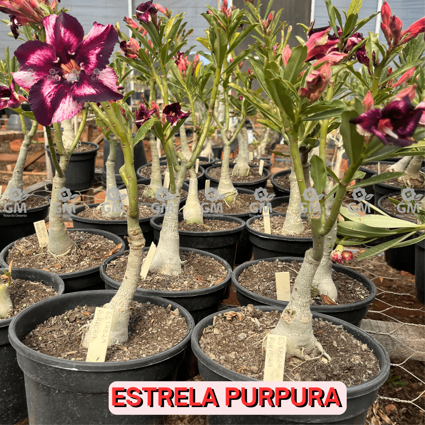 Rosa do Deserto - ENXERTO ADULTO - ESTRELA PURPURA - Gm Rosa Do Deserto