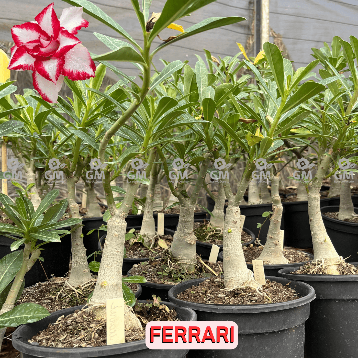 Rosa do Deserto - ENXERTO ADULTO - FERRARI - Gm Rosa Do Deserto