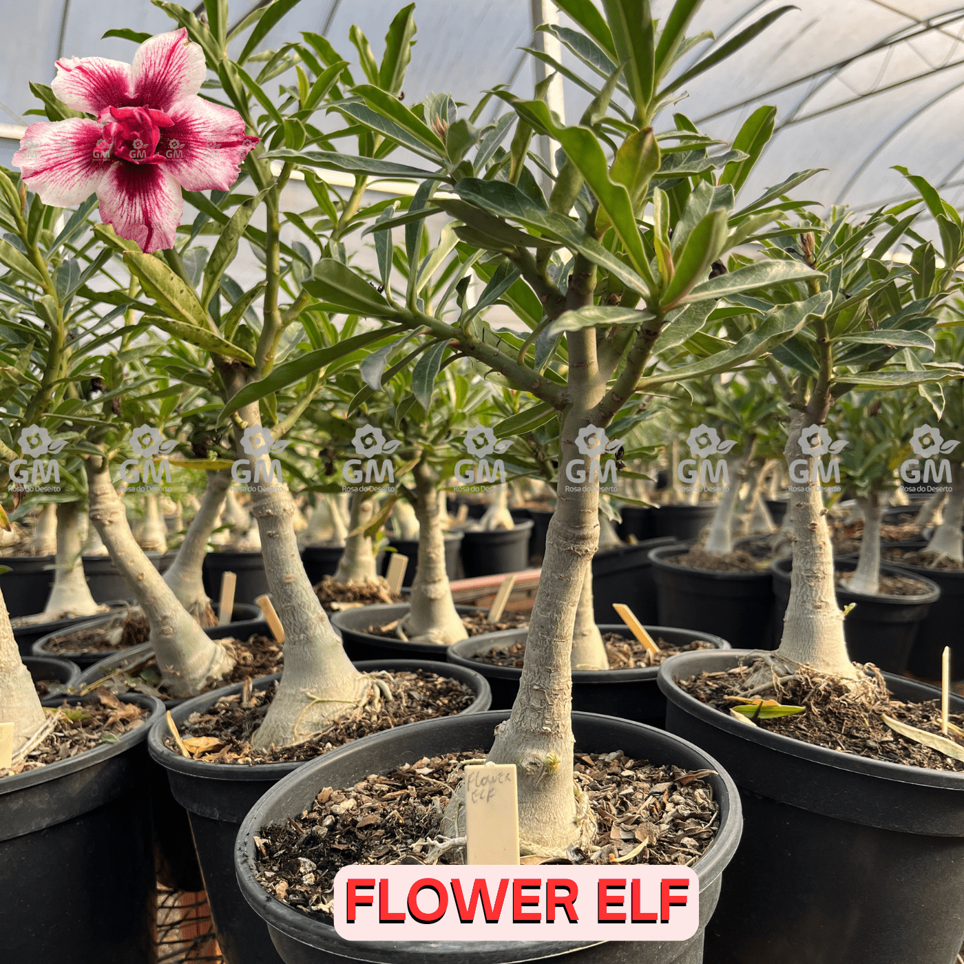 Rosa do Deserto - ENXERTO ADULTO - FLOWER ELF - Gm Rosa Do Deserto