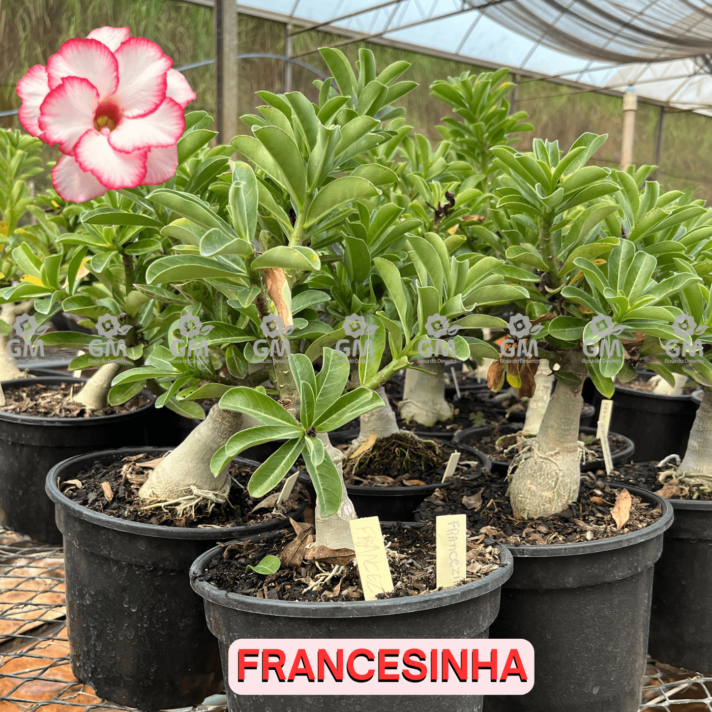 Rosa do Deserto - ENXERTO ADULTO - FRANCESINHA - Gm Rosa Do Deserto