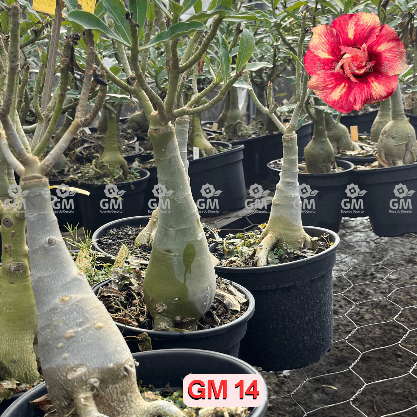 - Rosa do Deserto - ENXERTO ADULTO - GM 14 - Gm Rosa Do Deserto