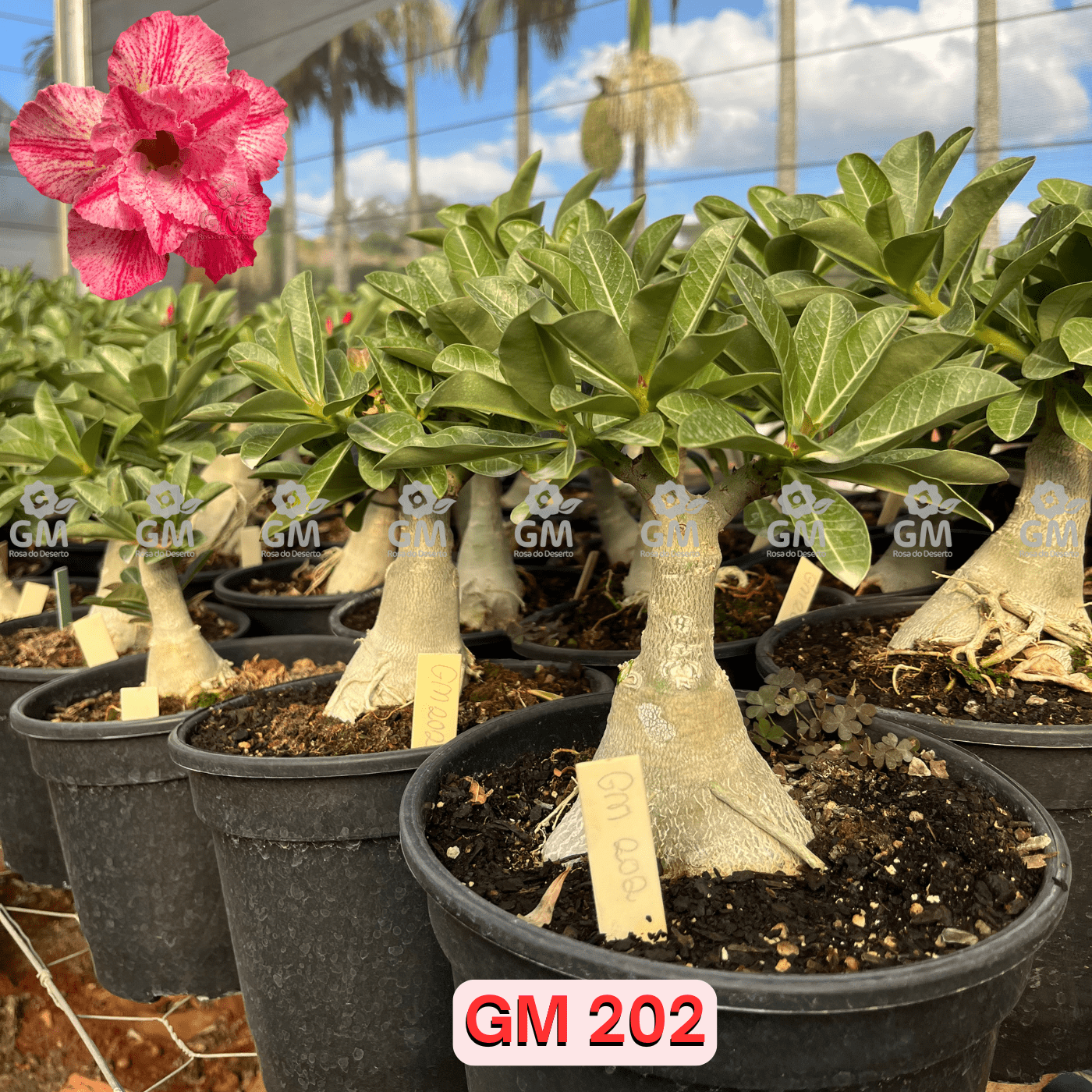 Rosa do Deserto - ENXERTO ADULTO - GM 202 - Gm Rosa Do Deserto