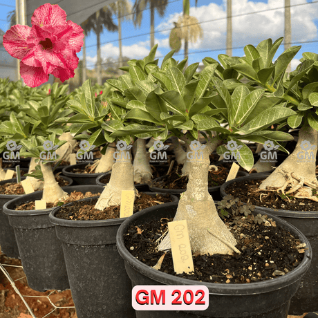 Rosa do Deserto - ENXERTO ADULTO - GM 202 - Gm Rosa Do Deserto