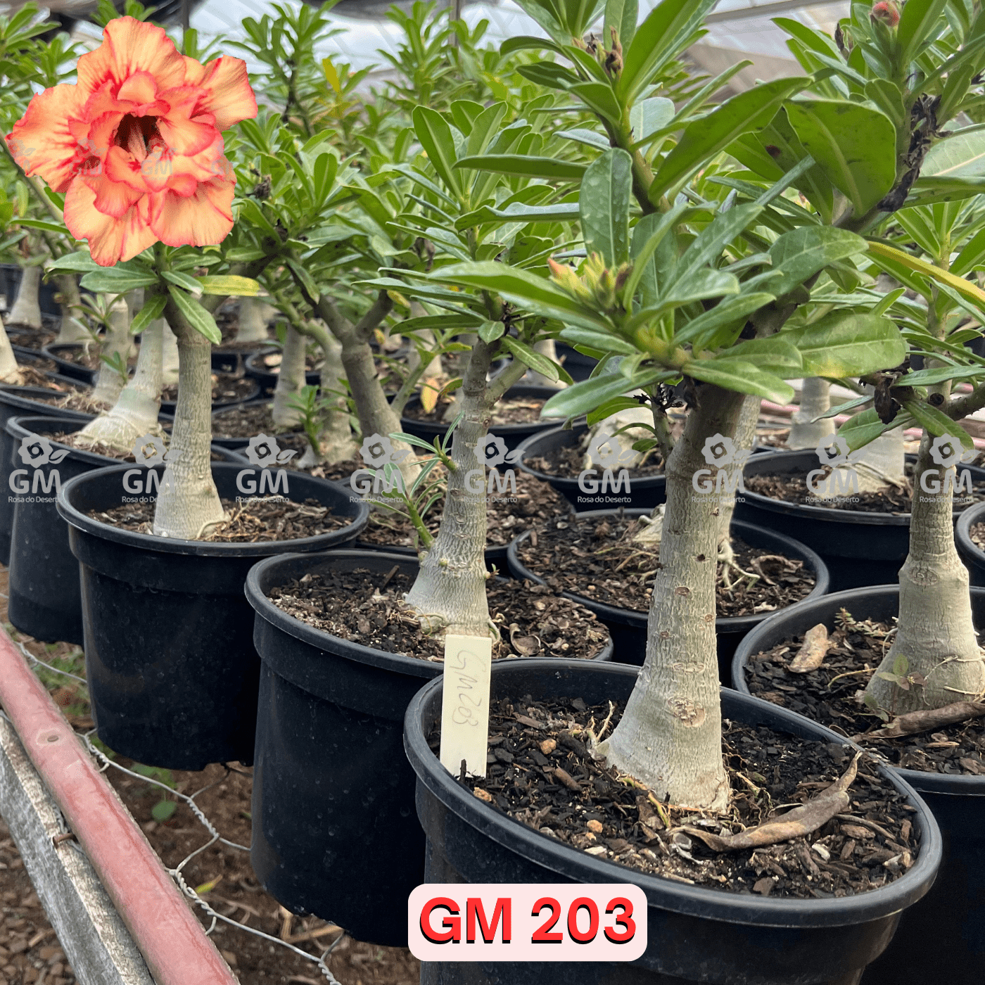 Rosa do Deserto - ENXERTO ADULTO - GM 203 - Gm Rosa Do Deserto