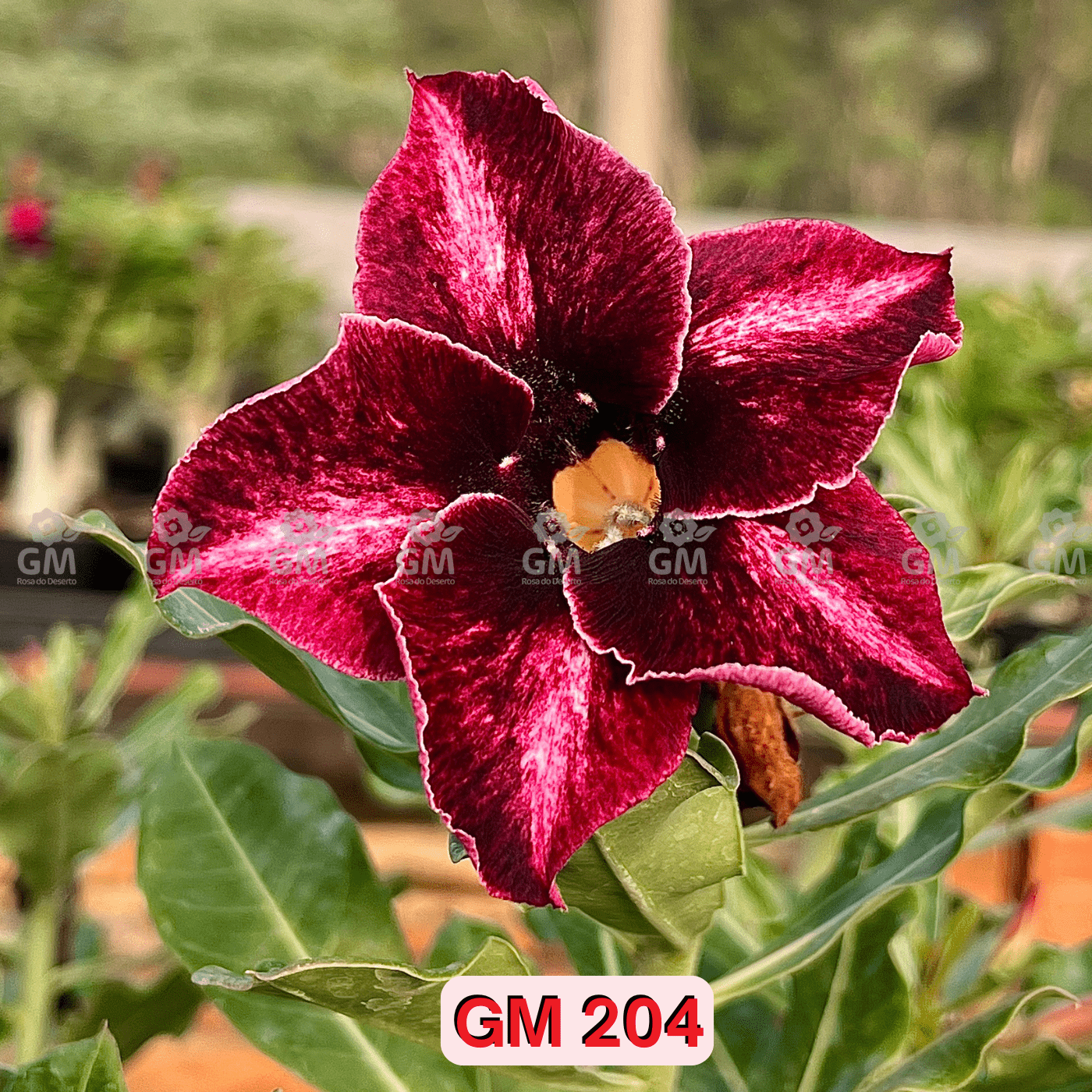 Rosa do Deserto - ENXERTO ADULTO - GM 204 - Gm Rosa Do Deserto