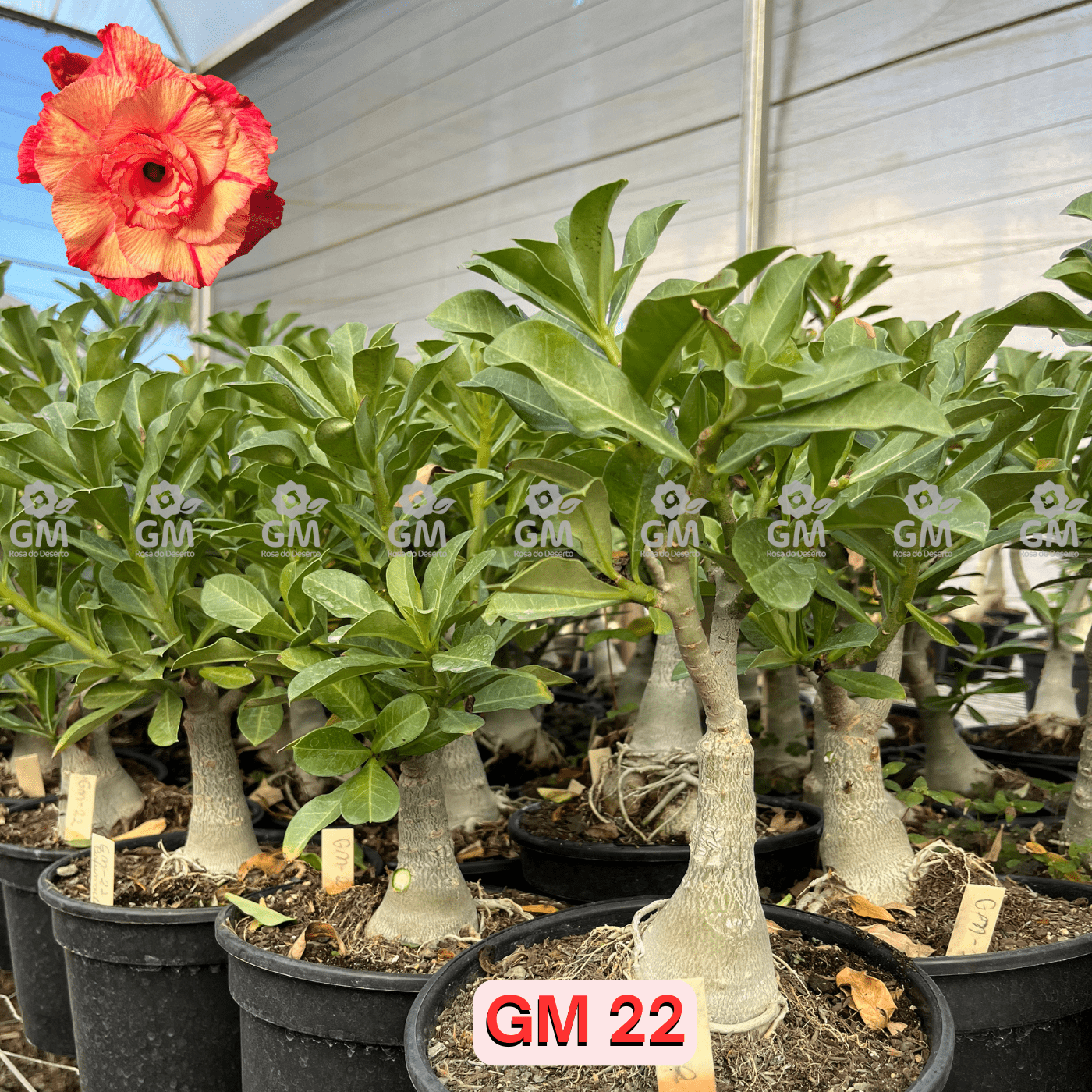 Rosa do Deserto - ENXERTO ADULTO - GM 22 - Gm Rosa Do Deserto