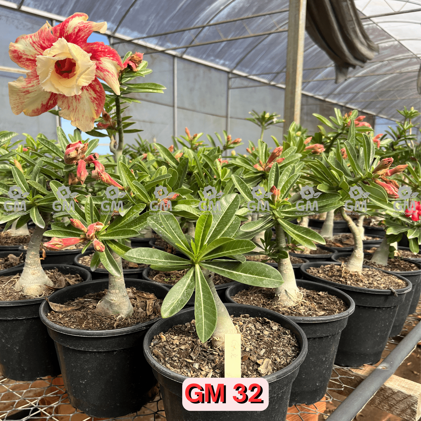 Rosa do Deserto - ENXERTO ADULTO - GM 32 - Gm Rosa Do Deserto