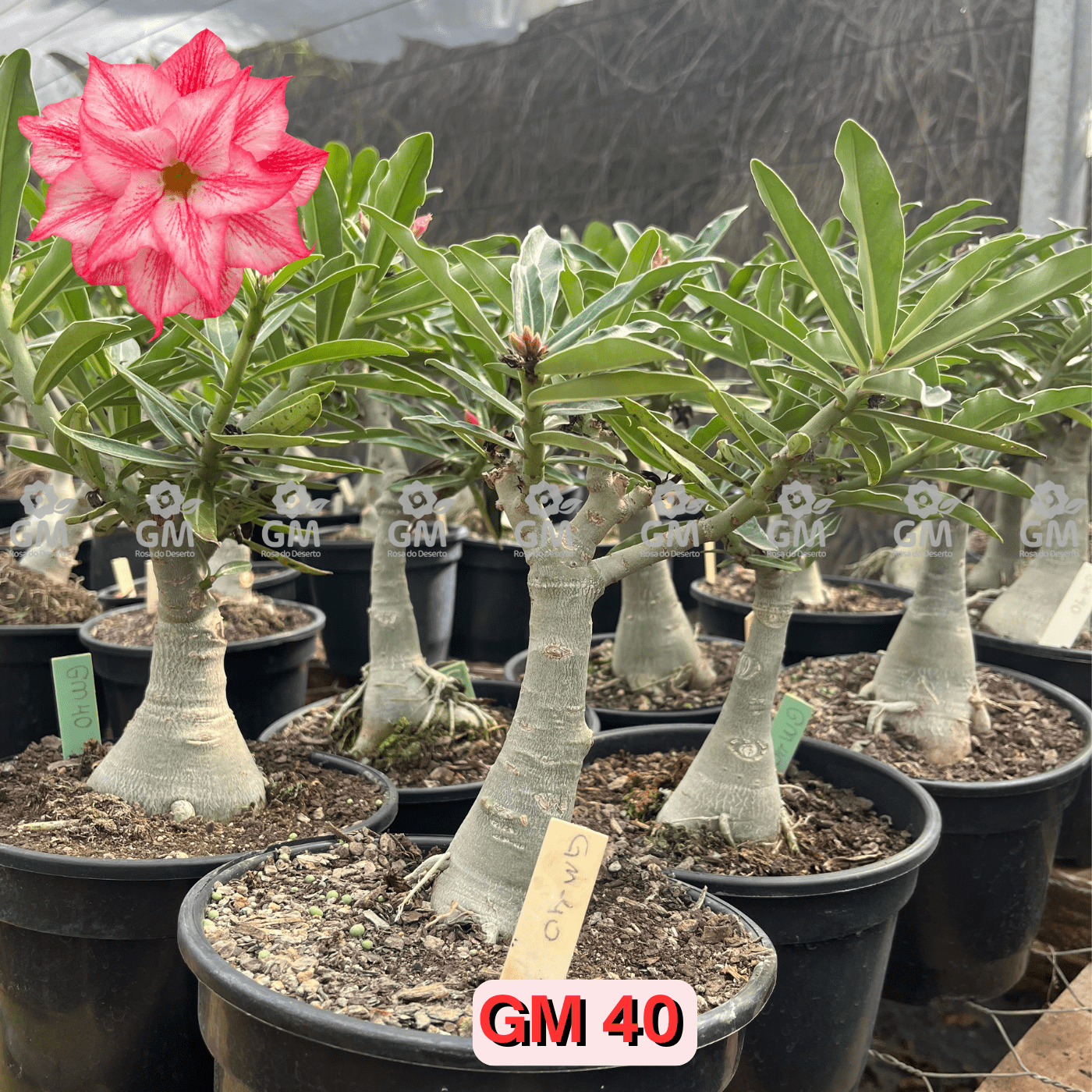 - Rosa do Deserto - ENXERTO ADULTO - GM 40 - Gm Rosa Do Deserto