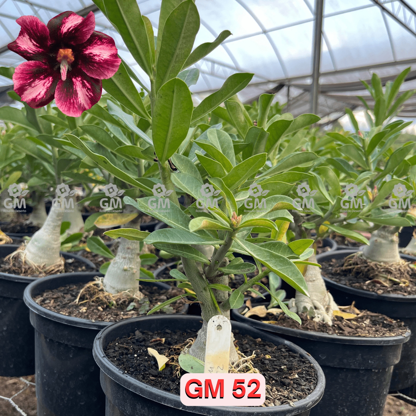 Rosa do Deserto - ENXERTO ADULTO - GM 52 - Gm Rosa Do Deserto