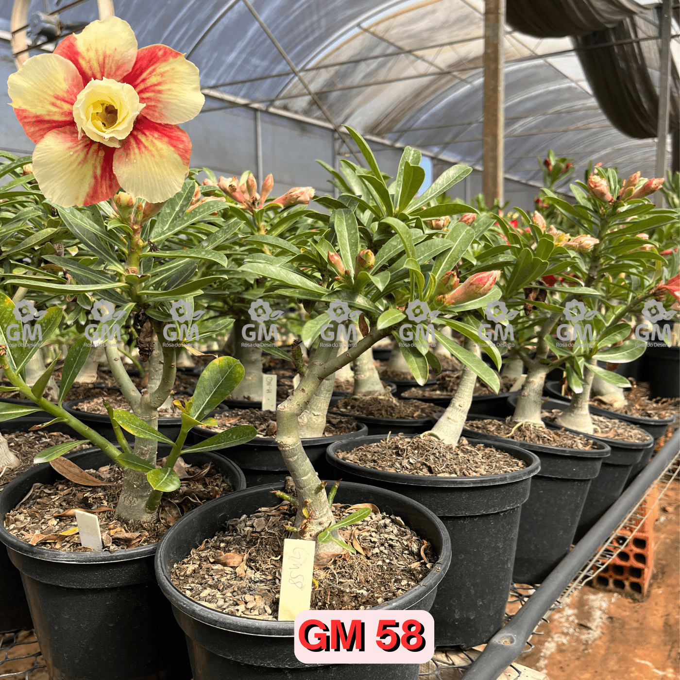 Rosa do Deserto - ENXERTO ADULTO - GM 58 - Gm Rosa Do Deserto