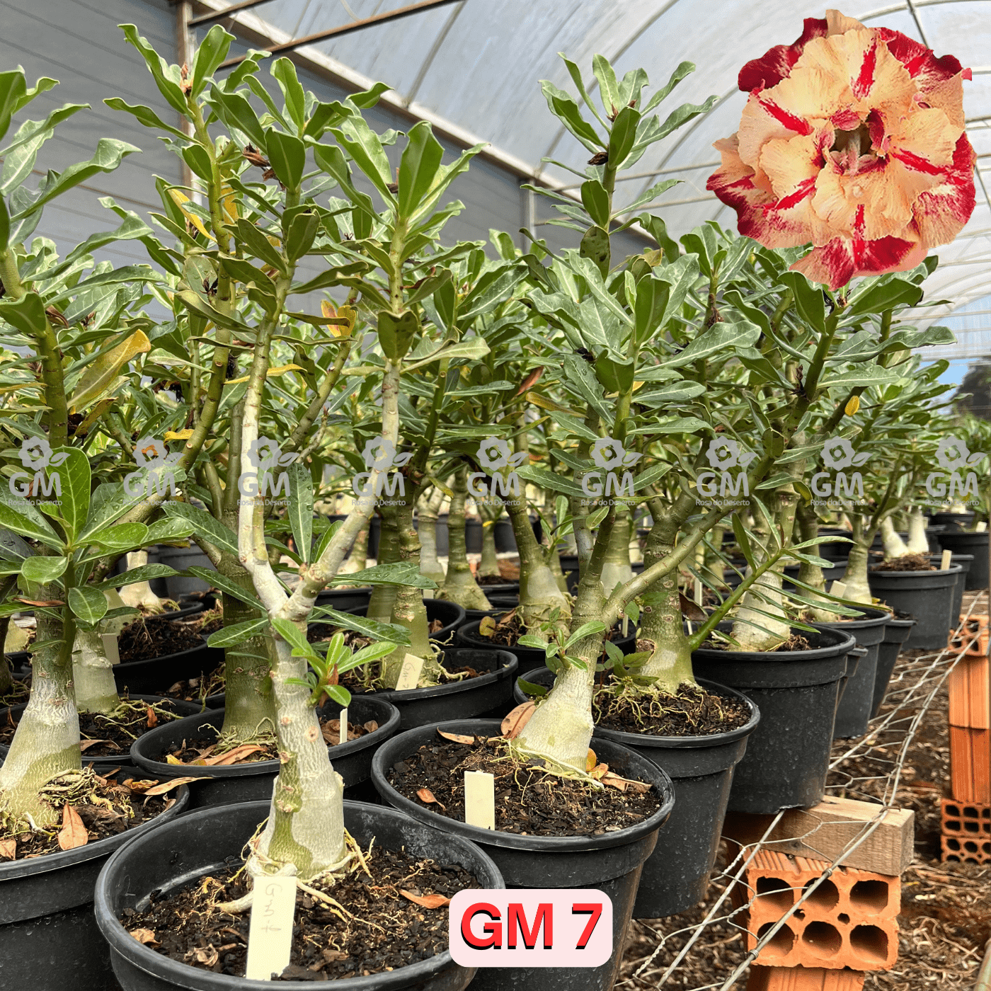 Rosa do Deserto - ENXERTO ADULTO - GM 7 - Gm Rosa Do Deserto