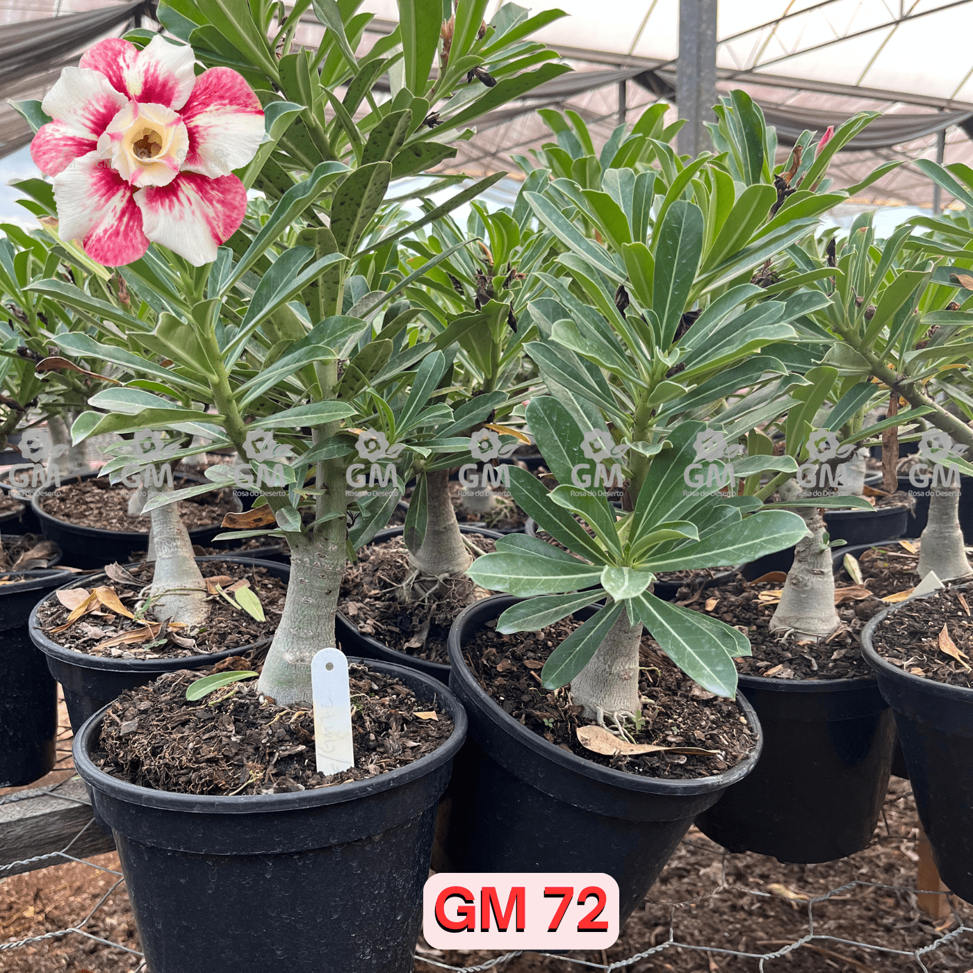 Rosa do Deserto - ENXERTO ADULTO - GM 72 - Gm Rosa Do Deserto