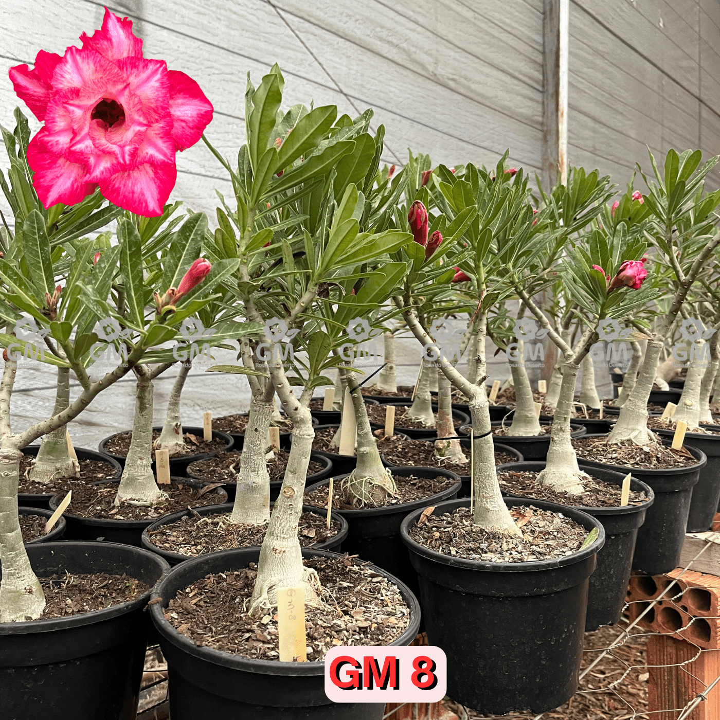 Rosa do Deserto - ENXERTO ADULTO - GM 8 - Gm Rosa Do Deserto