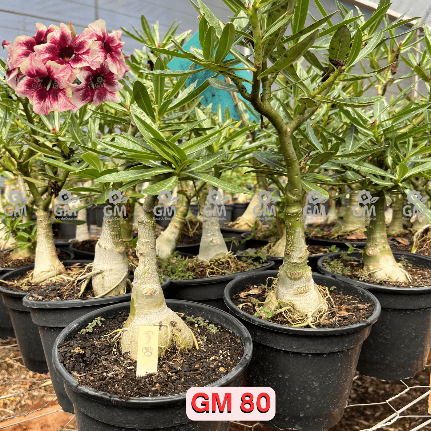 Rosa do Deserto - ENXERTO ADULTO - GM 80 - Gm Rosa Do Deserto