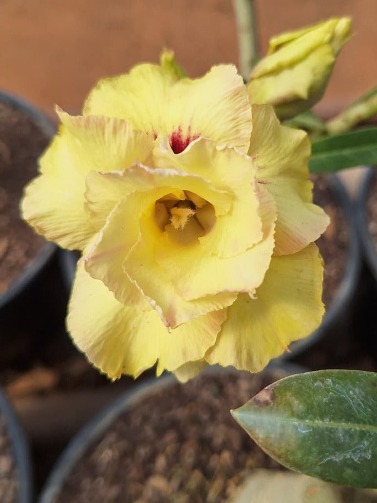 Rosa do Deserto - ENXERTO ADULTO GM DÉA ( PERFUMADA ) - Gm Rosa Do Deserto