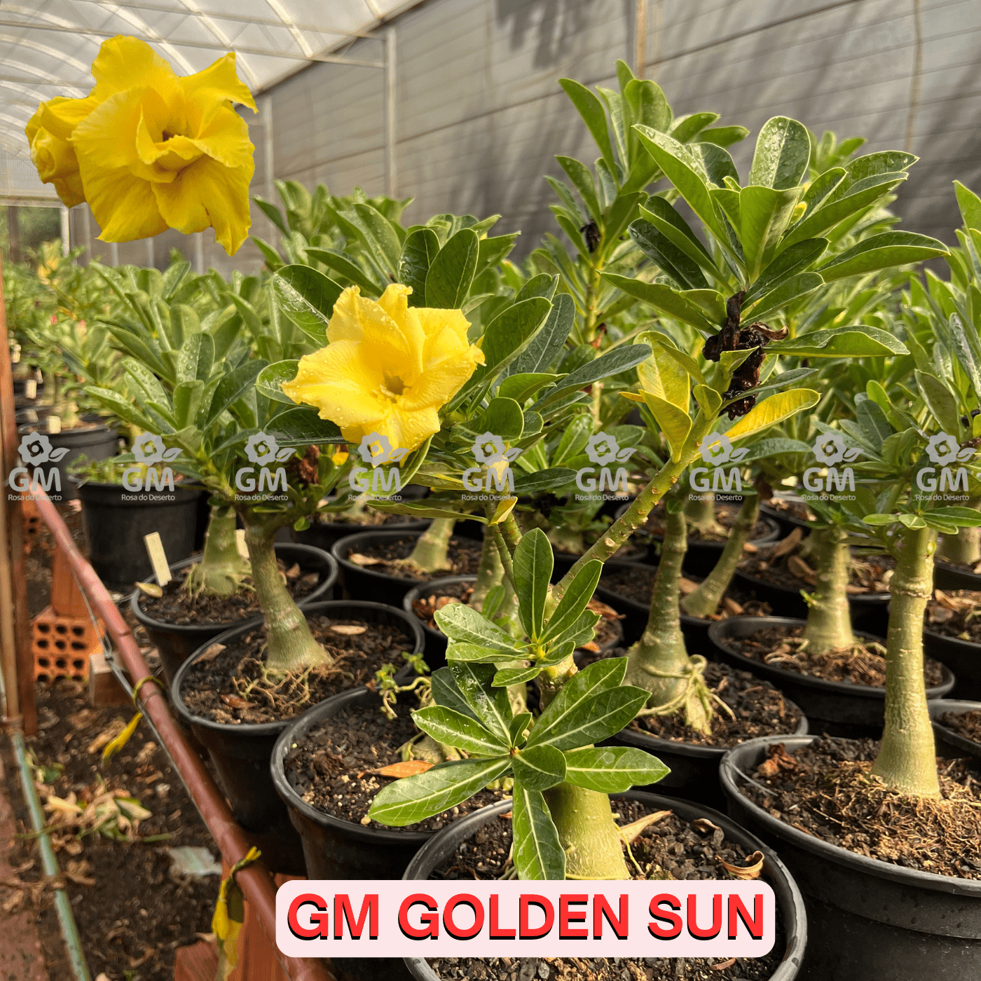 - Rosa do Deserto - ENXERTO ADULTO - GM GOLDEN SUN - Gm Rosa Do Deserto