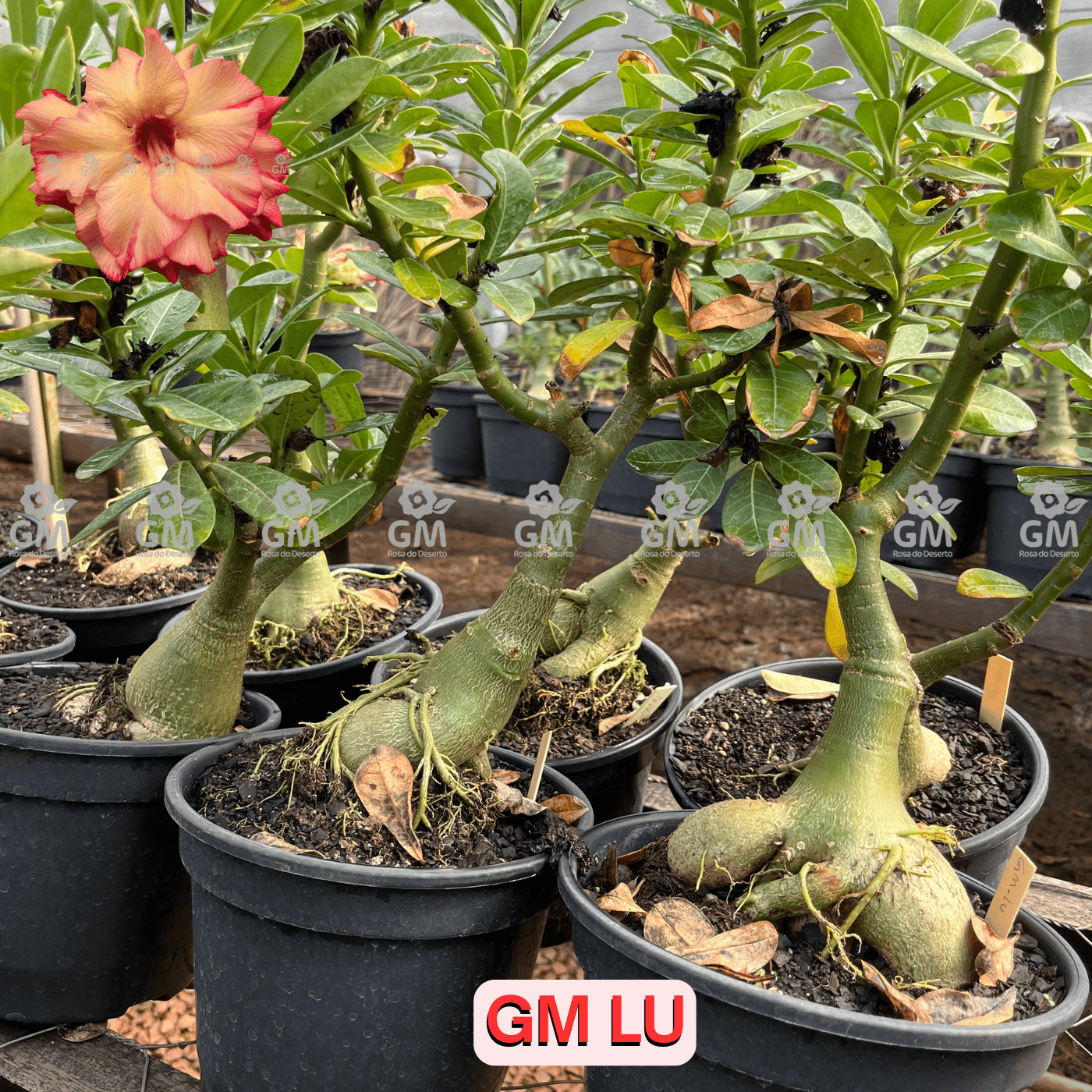 - Rosa do Deserto - ENXERTO ADULTO - GM LU - Gm Rosa Do Deserto