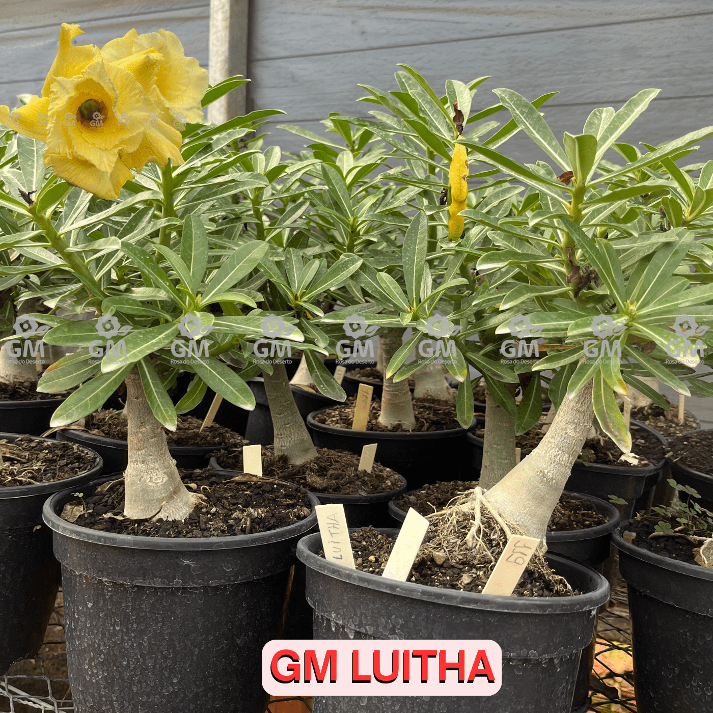 Rosa do Deserto - ENXERTO ADULTO - GM LUITHA - Gm Rosa Do Deserto