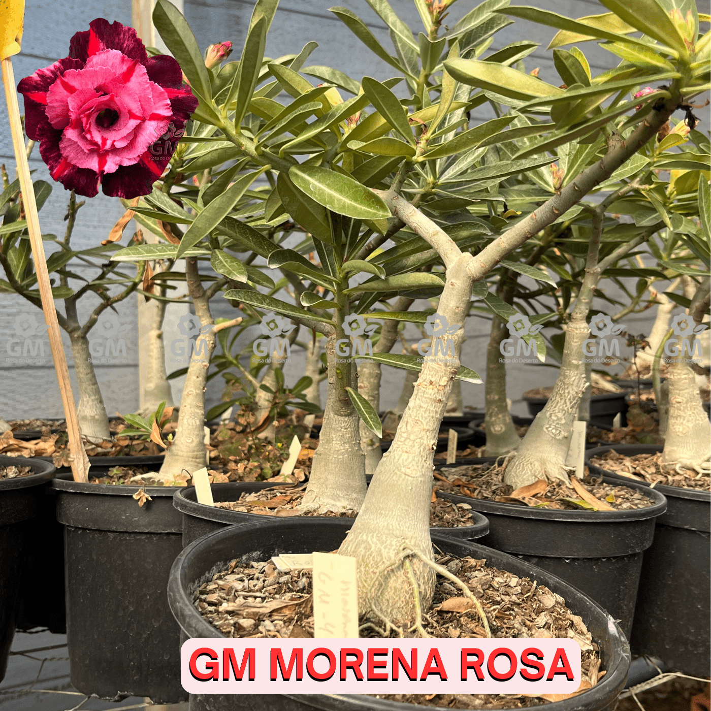 - Rosa do Deserto - ENXERTO ADULTO - GM MORENA ROSA - Gm Rosa Do Deserto