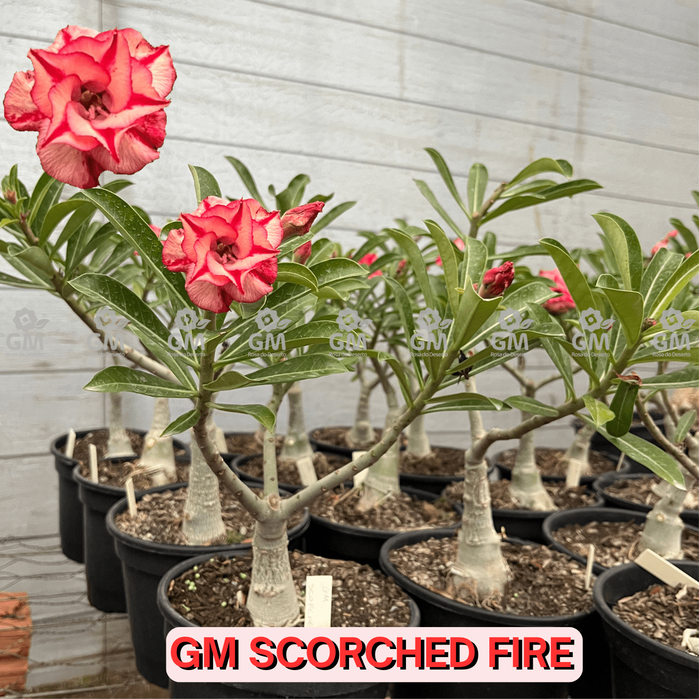 Rosa do Deserto - ENXERTO ADULTO - GM SCORCHED FIRE - Gm Rosa Do Deserto