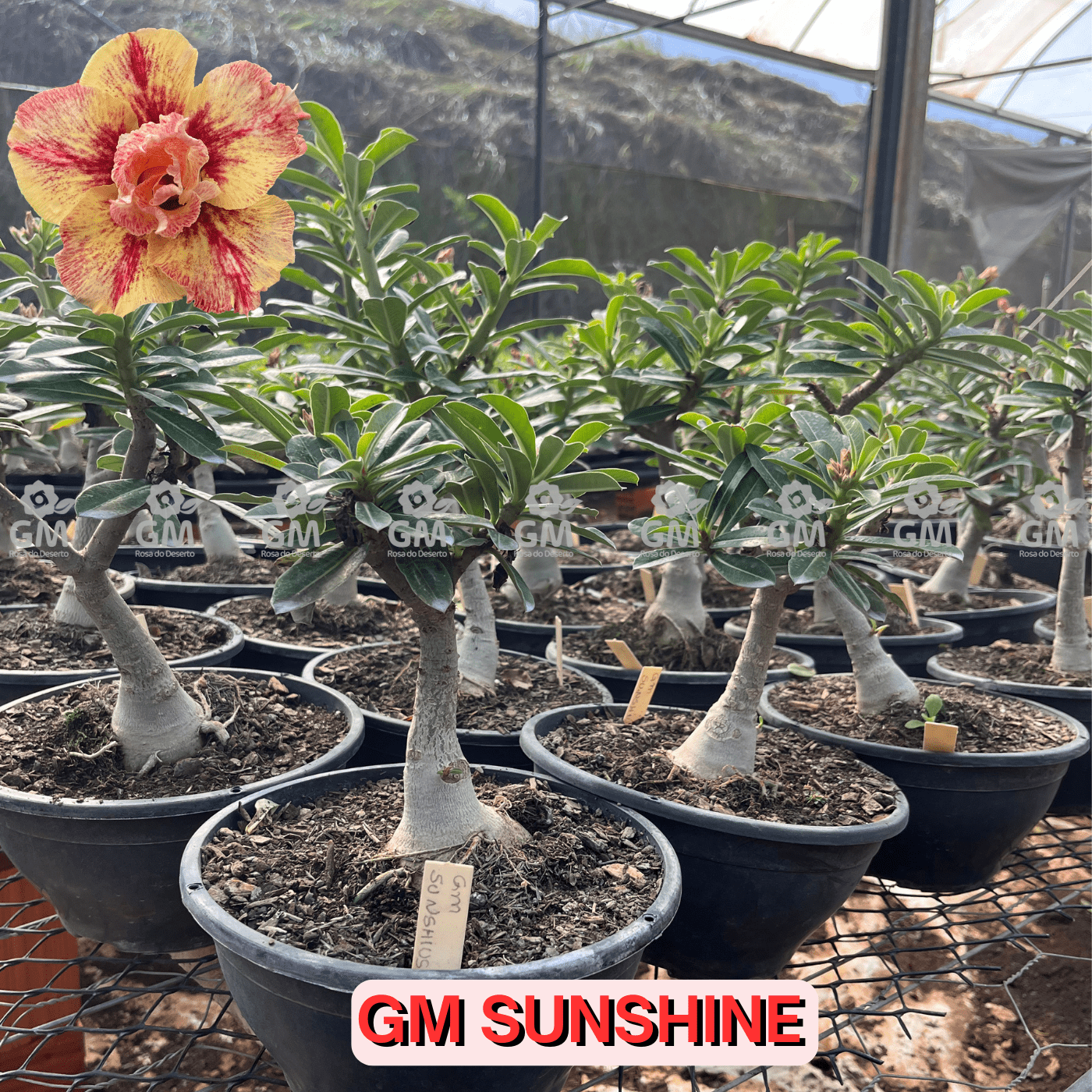 Rosa do Deserto - ENXERTO ADULTO - GM SUNSHINE - Gm Rosa Do Deserto