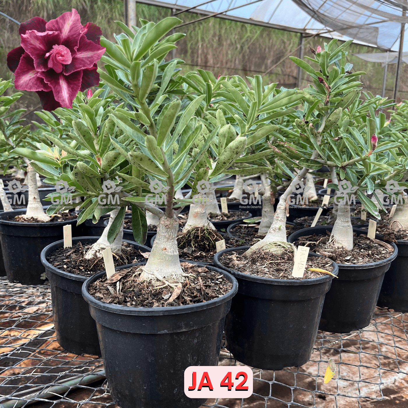 Rosa do Deserto - ENXERTO ADULTO - JA 42 - Gm Rosa Do Deserto