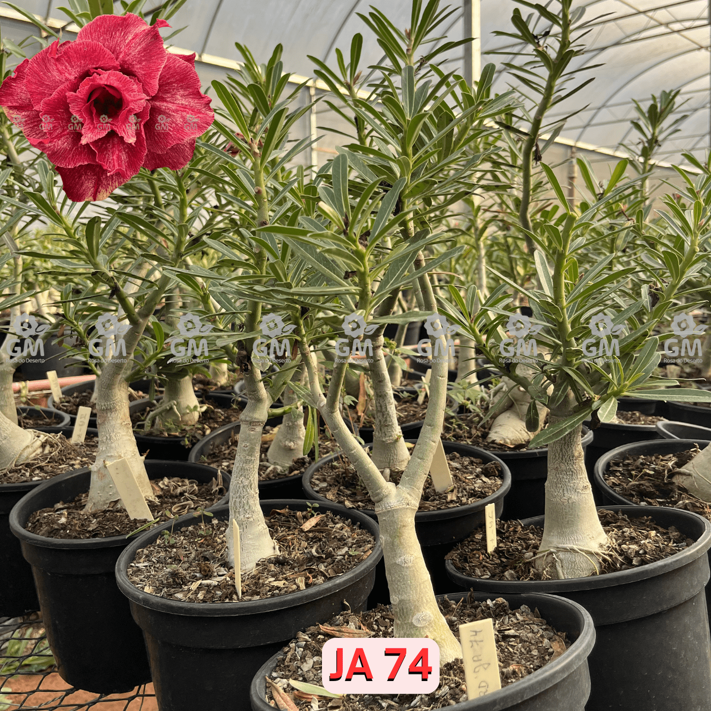 Rosa do Deserto - ENXERTO ADULTO - JA 74 ( PERFUMADA ) - Gm Rosa Do Deserto