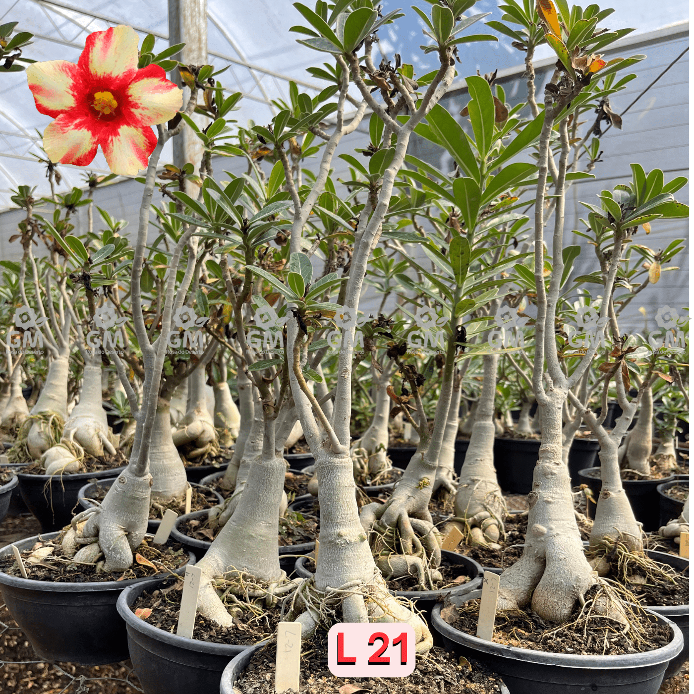 Rosa do Deserto - ENXERTO ADULTO - L 21 ( IMPORTADA ) - Gm Rosa Do Deserto