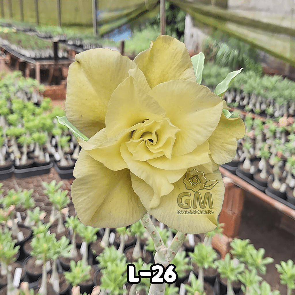 - Rosa do Deserto - ENXERTO ADULTO - L 26 - Gm Rosa Do Deserto
