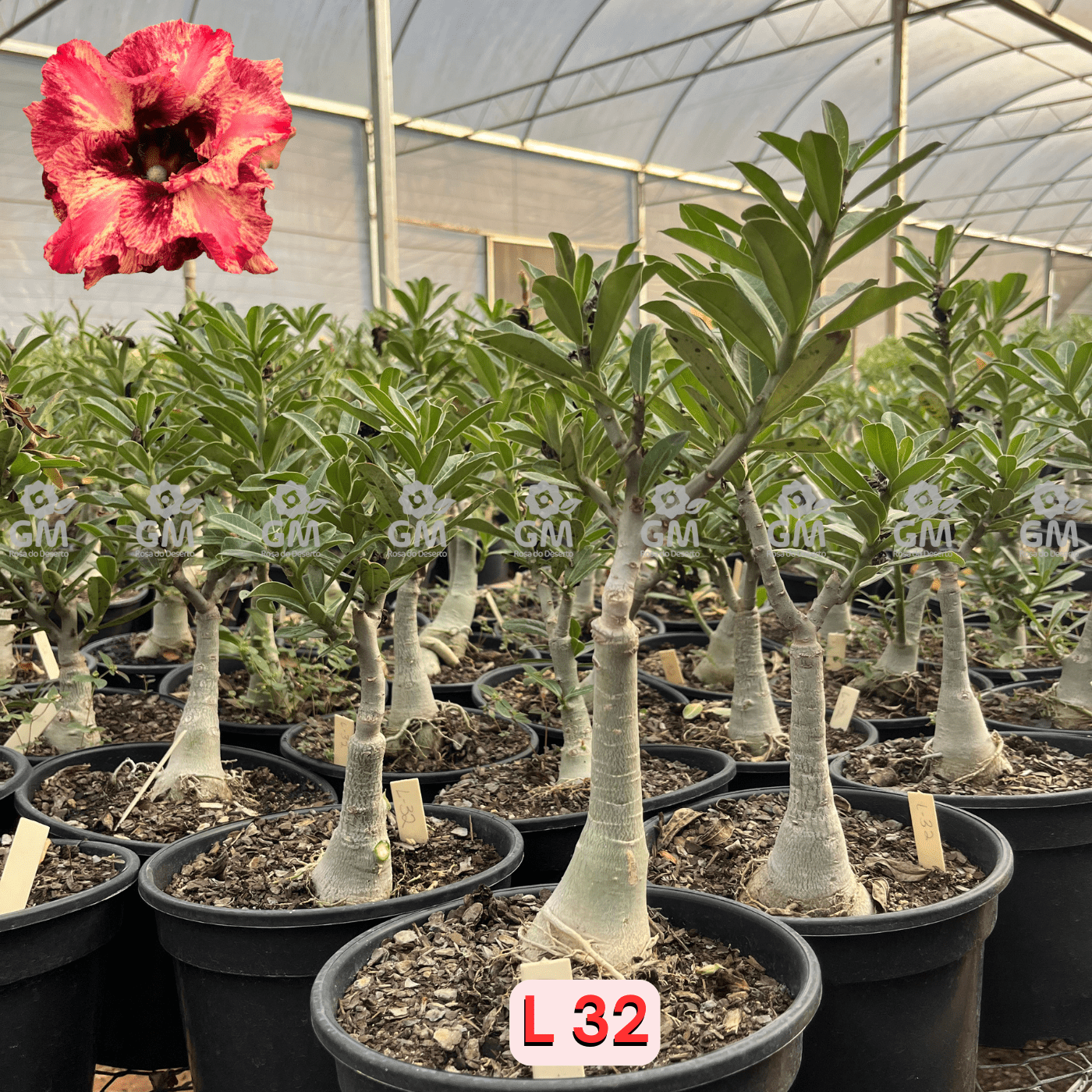 Rosa do Deserto - ENXERTO ADULTO - L 32 ( PERFUMADA ) - Gm Rosa Do Deserto