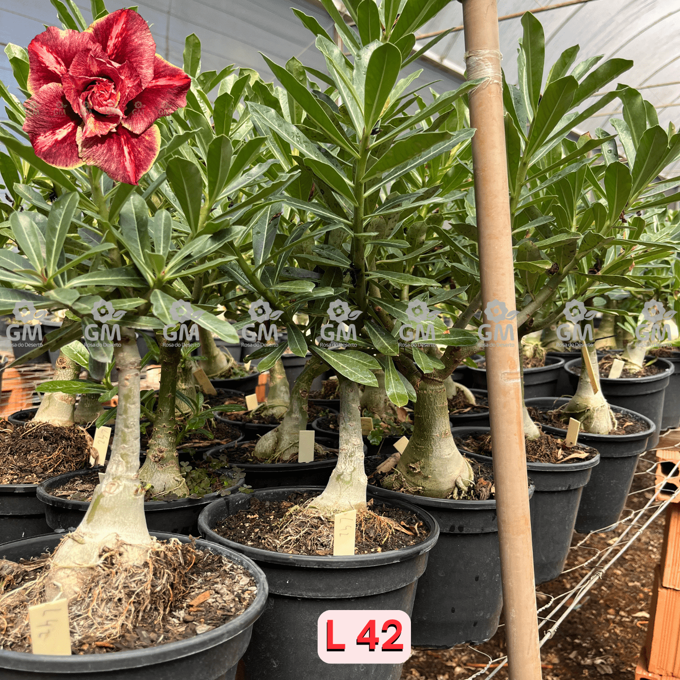 Rosa do Deserto - ENXERTO ADULTO - L 42 - Gm Rosa Do Deserto