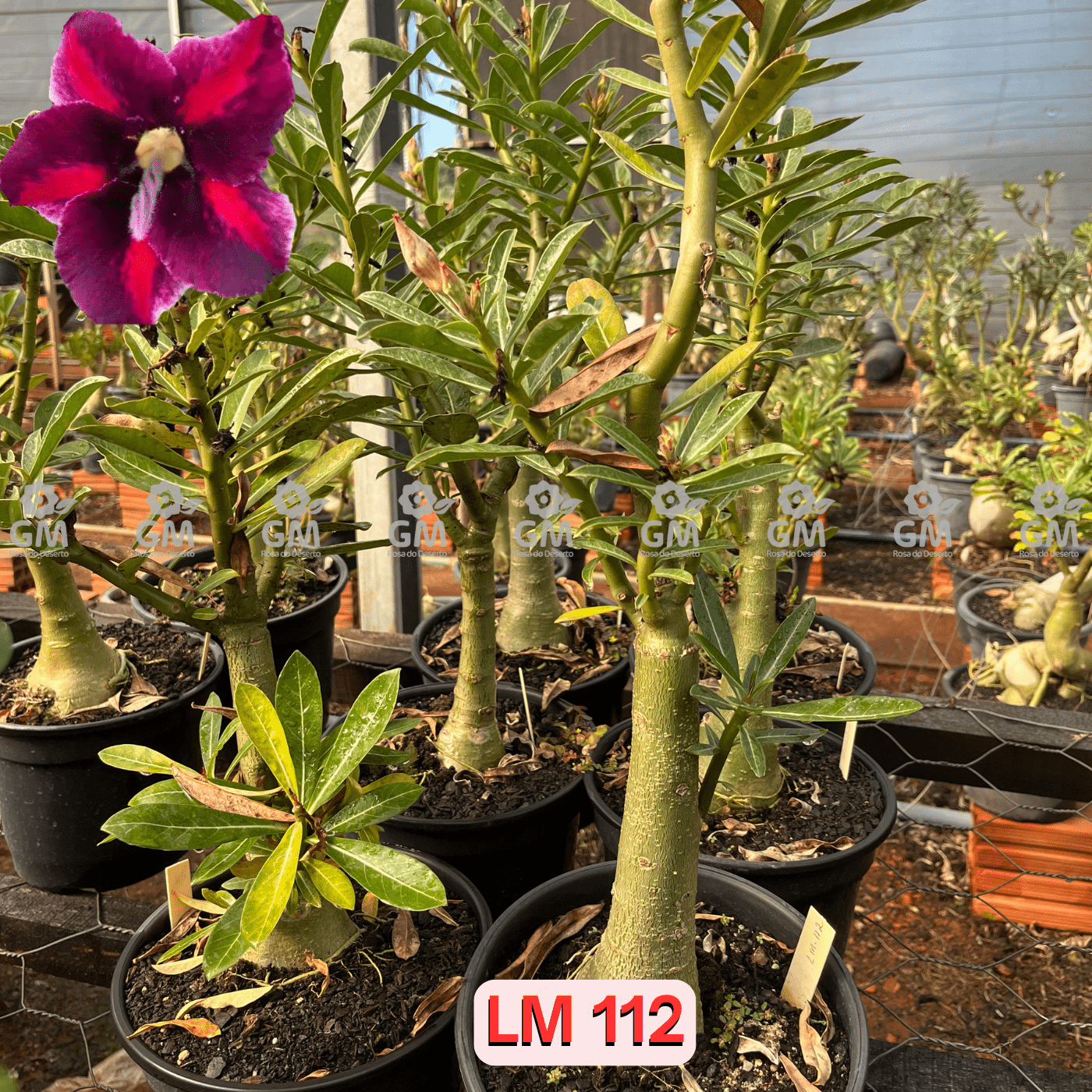 - Rosa do Deserto - ENXERTO ADULTO - LM 112 - Gm Rosa Do Deserto