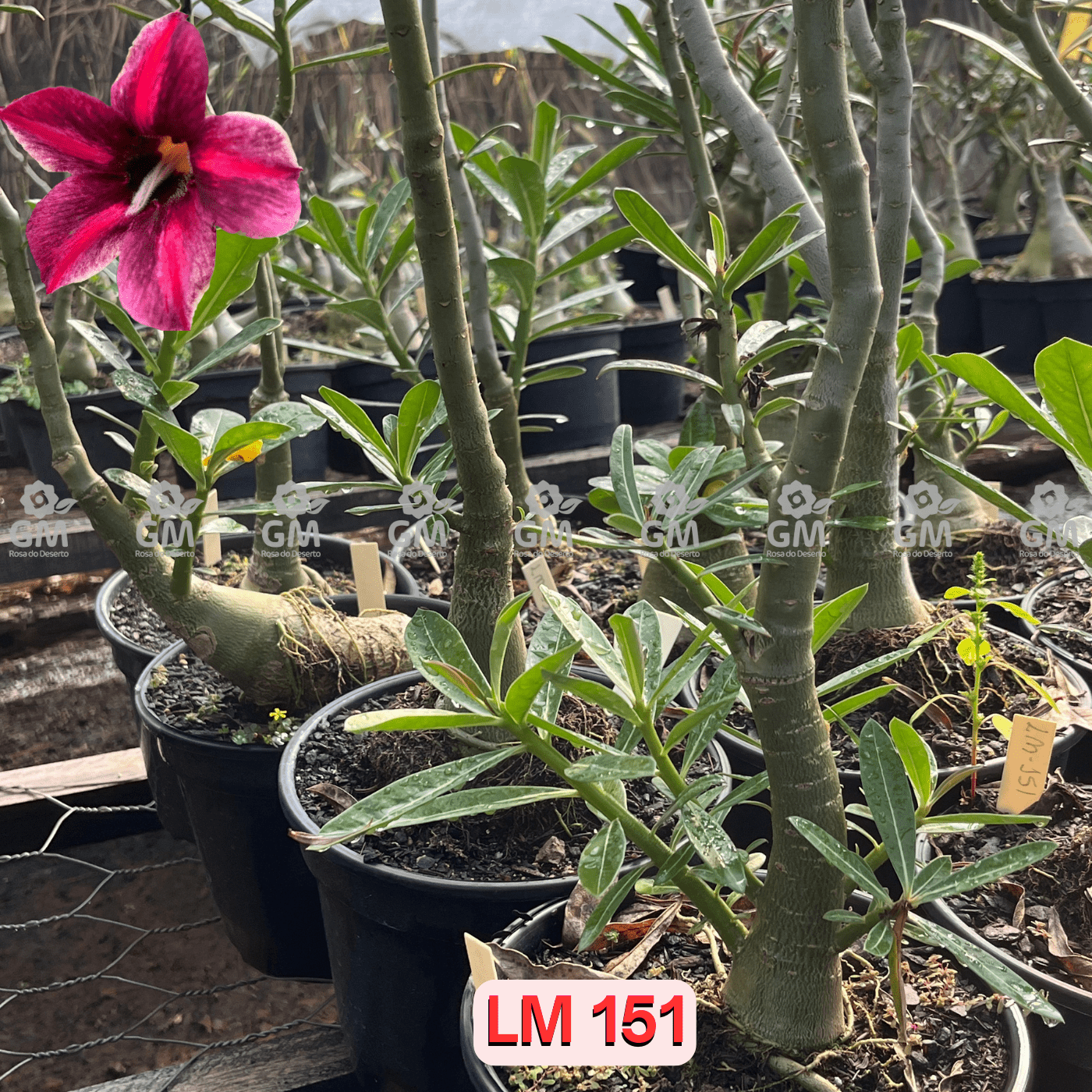 - Rosa do Deserto - ENXERTO ADULTO - LM 151 - Gm Rosa Do Deserto