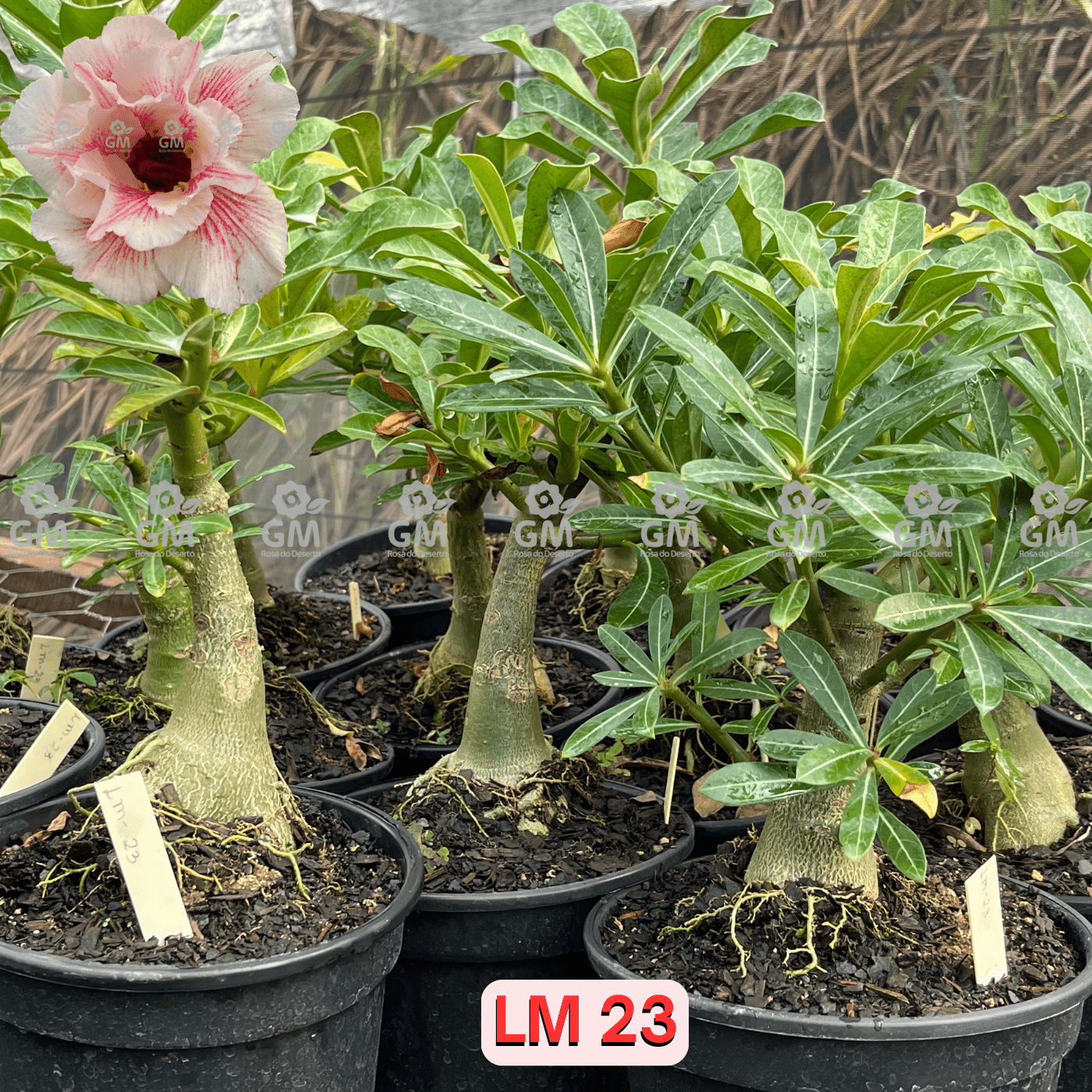 - Rosa do Deserto - ENXERTO ADULTO - LM 23 - Gm Rosa Do Deserto