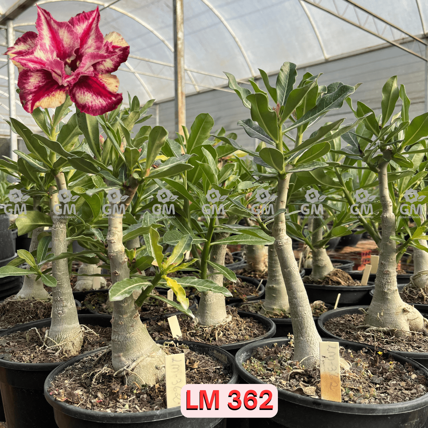 - Rosa do Deserto - ENXERTO ADULTO - LM 362 - Gm Rosa Do Deserto