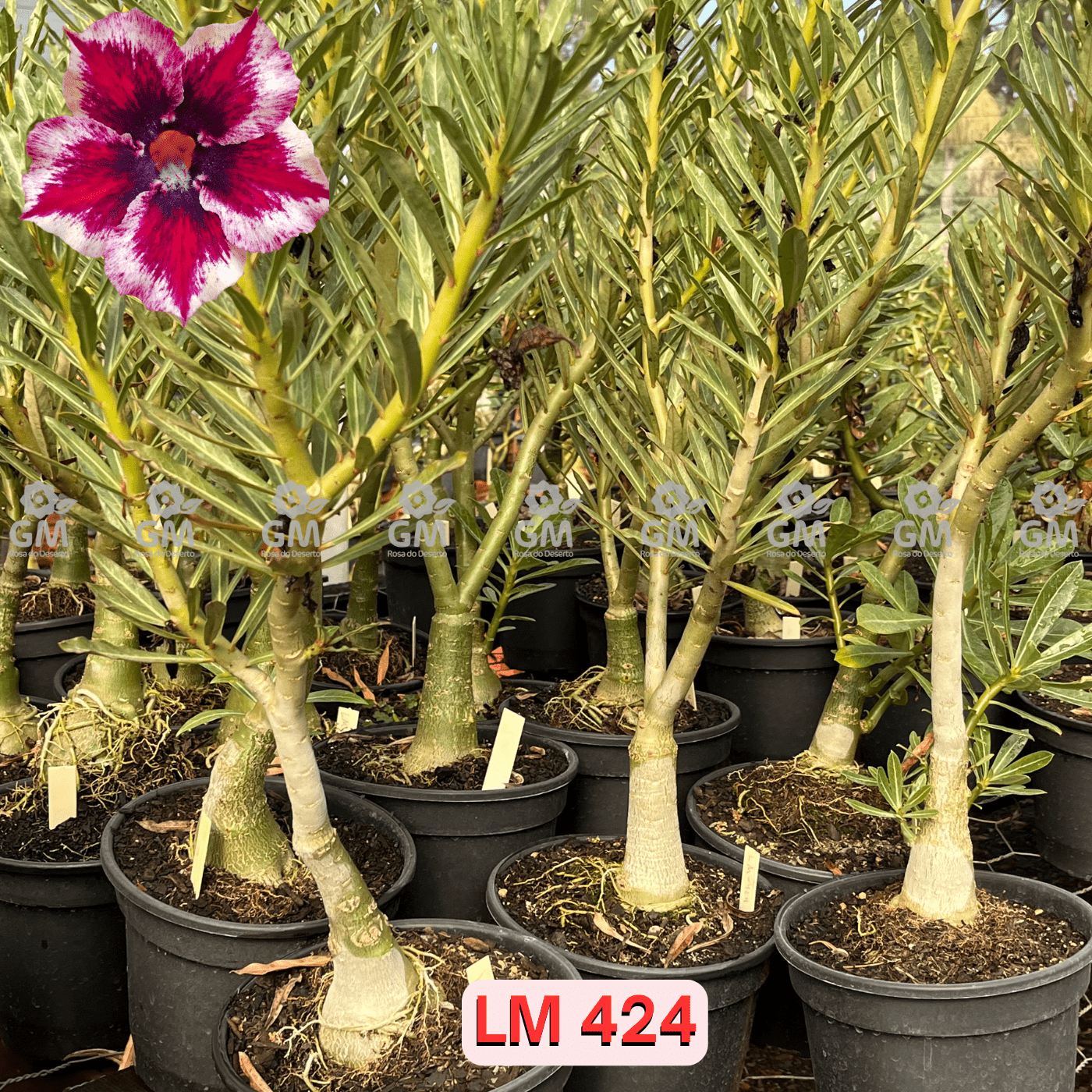 - Rosa do Deserto - ENXERTO ADULTO - LM 424 - Gm Rosa Do Deserto