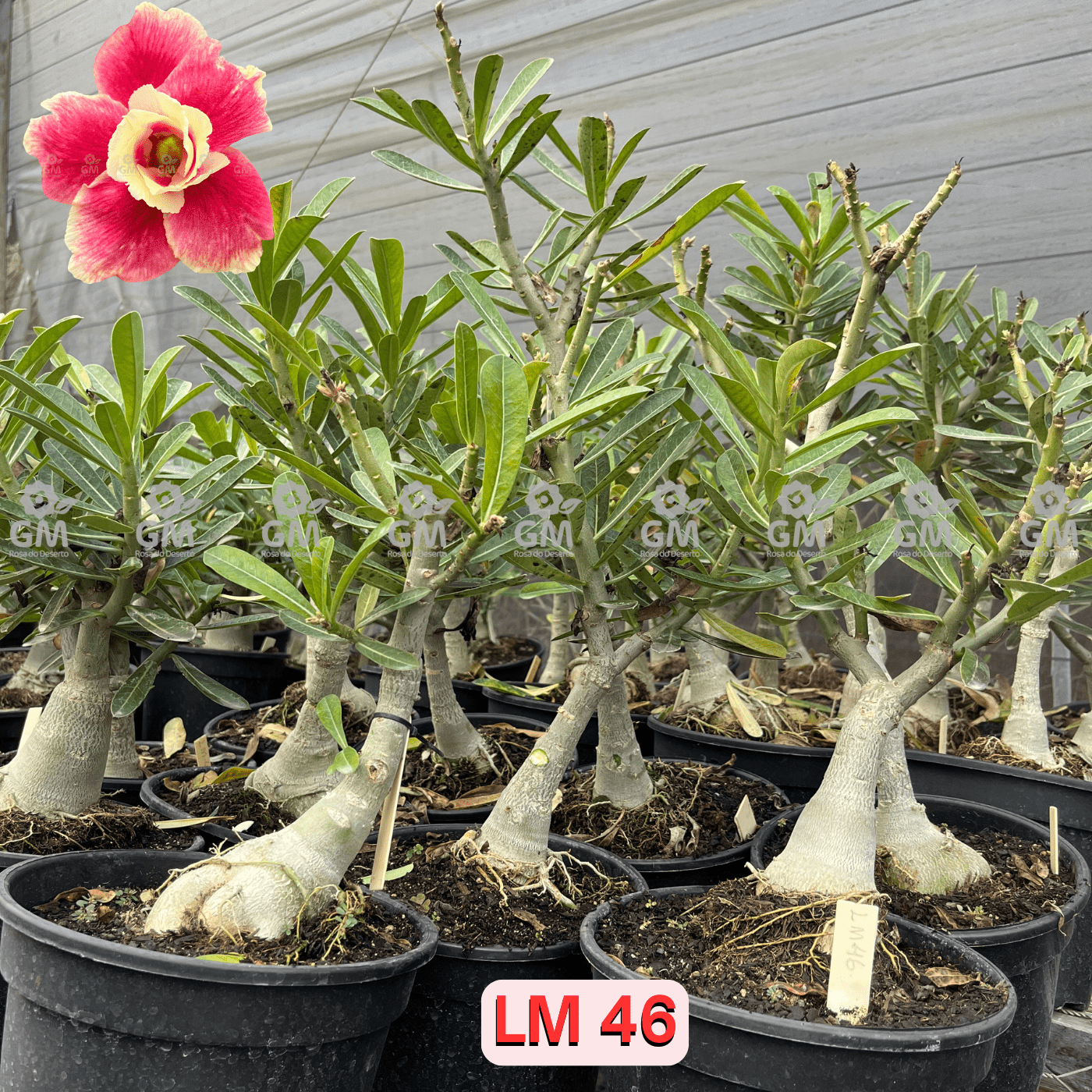 Rosa do Deserto - ENXERTO ADULTO - LM 46 - Gm Rosa Do Deserto