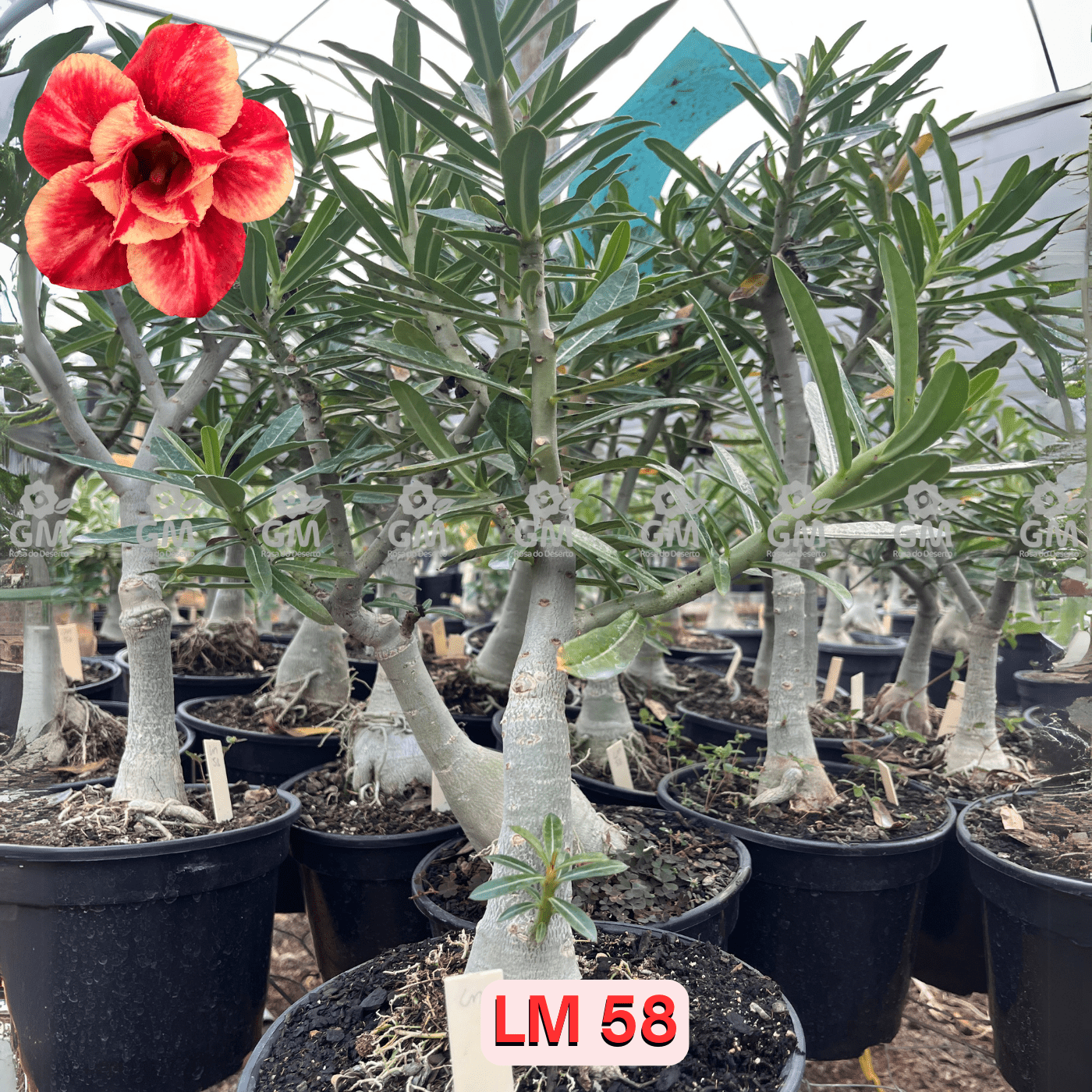 Rosa do Deserto - ENXERTO ADULTO - LM 58 - Gm Rosa Do Deserto