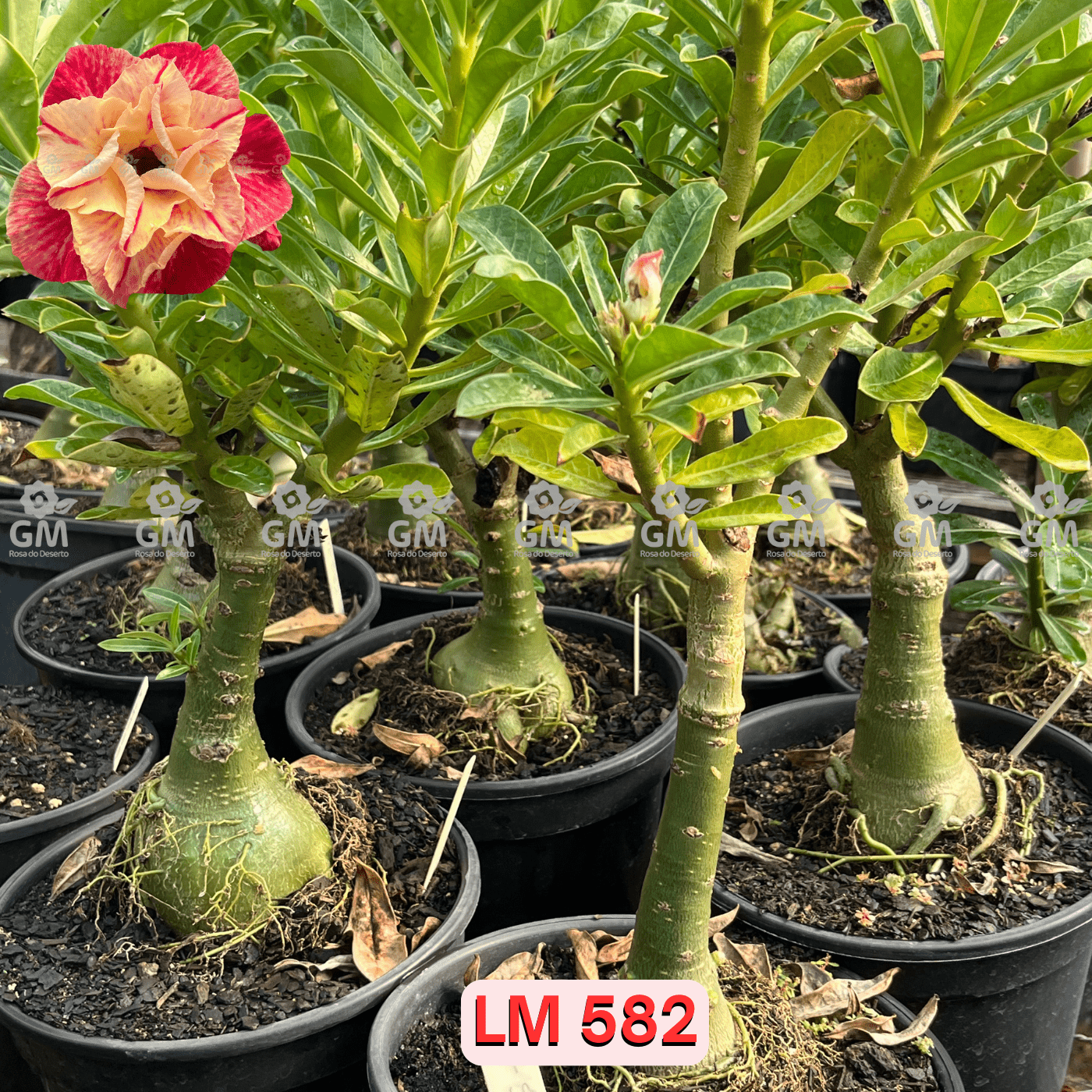 - Rosa do Deserto - ENXERTO ADULTO - LM 582 - Gm Rosa Do Deserto