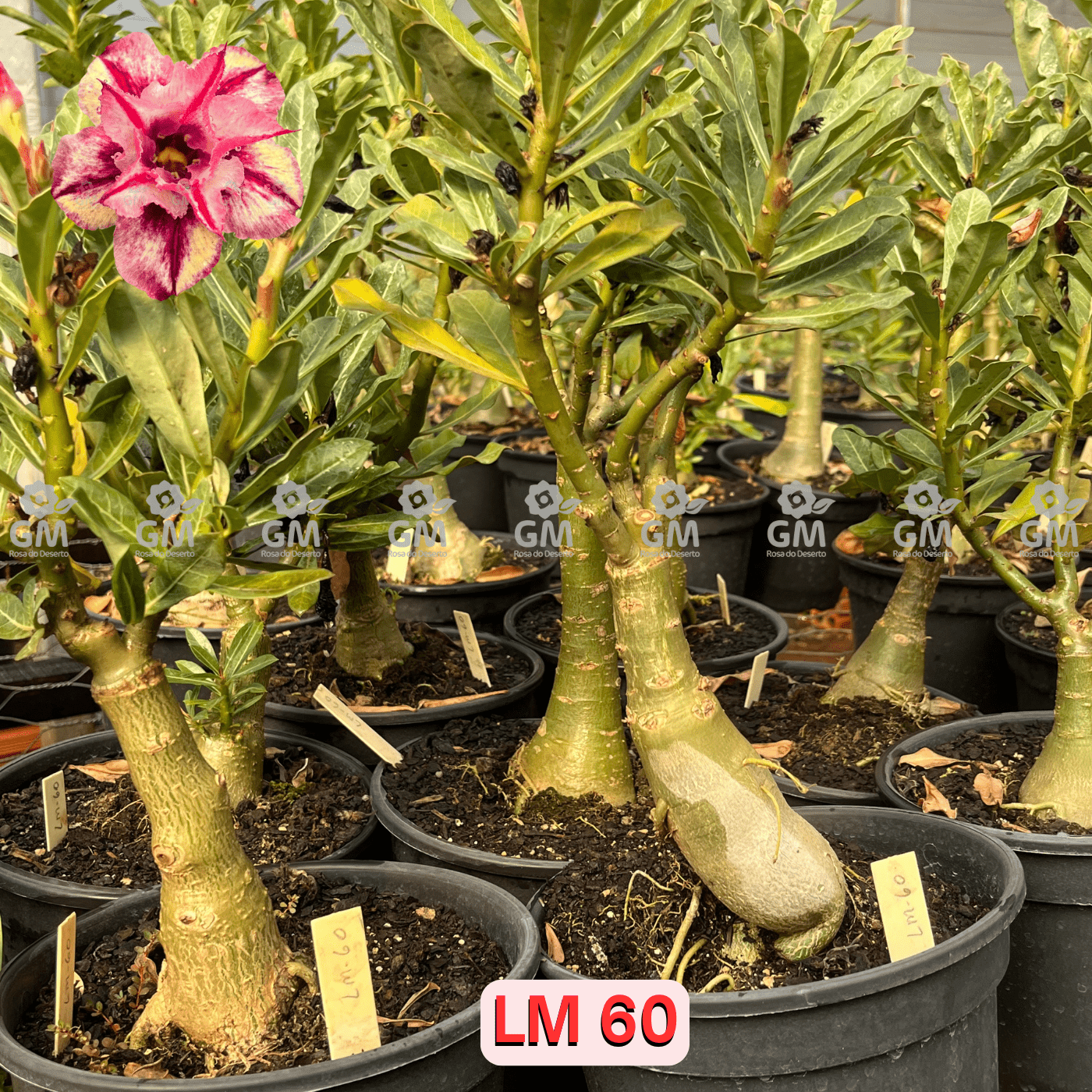 - Rosa do Deserto - ENXERTO ADULTO - LM 60 - Gm Rosa Do Deserto