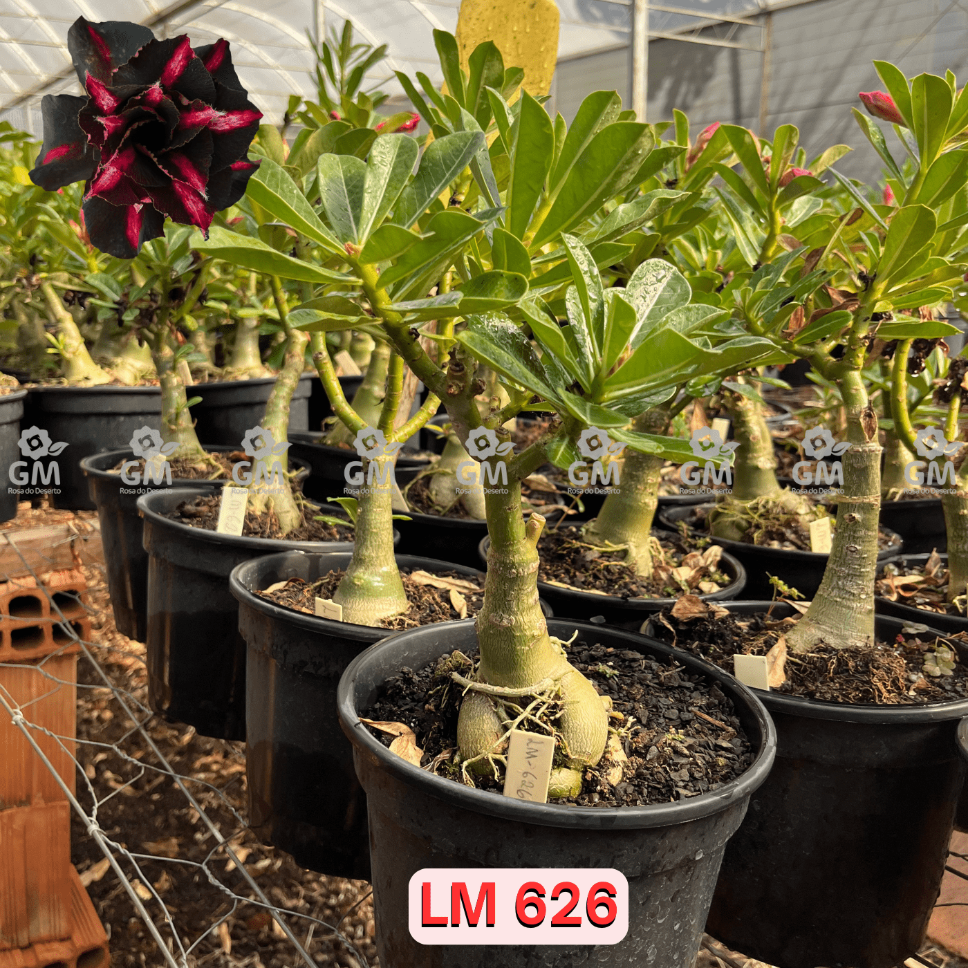 - Rosa do Deserto - ENXERTO ADULTO - LM 626 - Gm Rosa Do Deserto