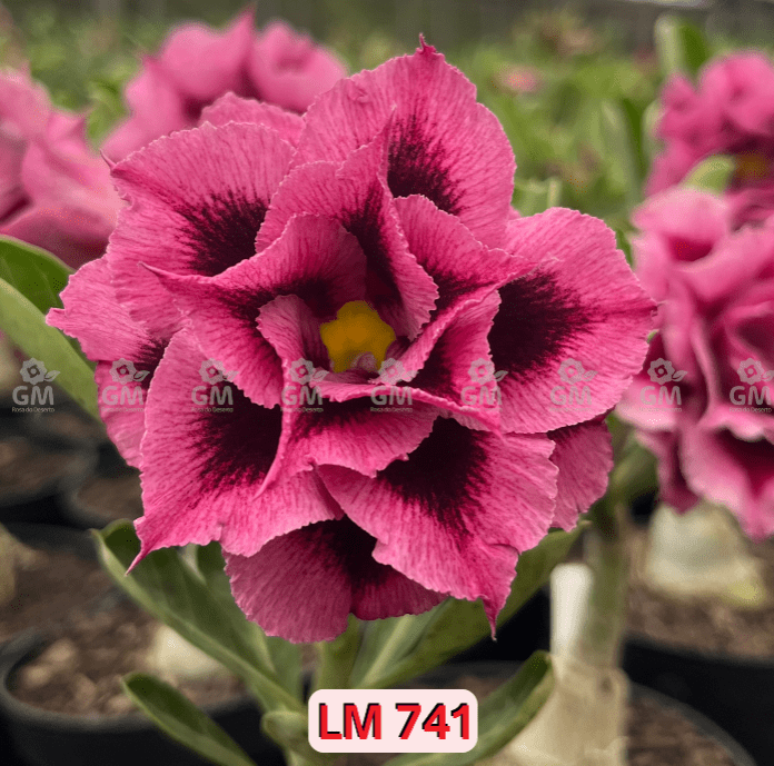 Rosa do Deserto - ENXERTO ADULTO - LM 741 - Gm Rosa Do Deserto