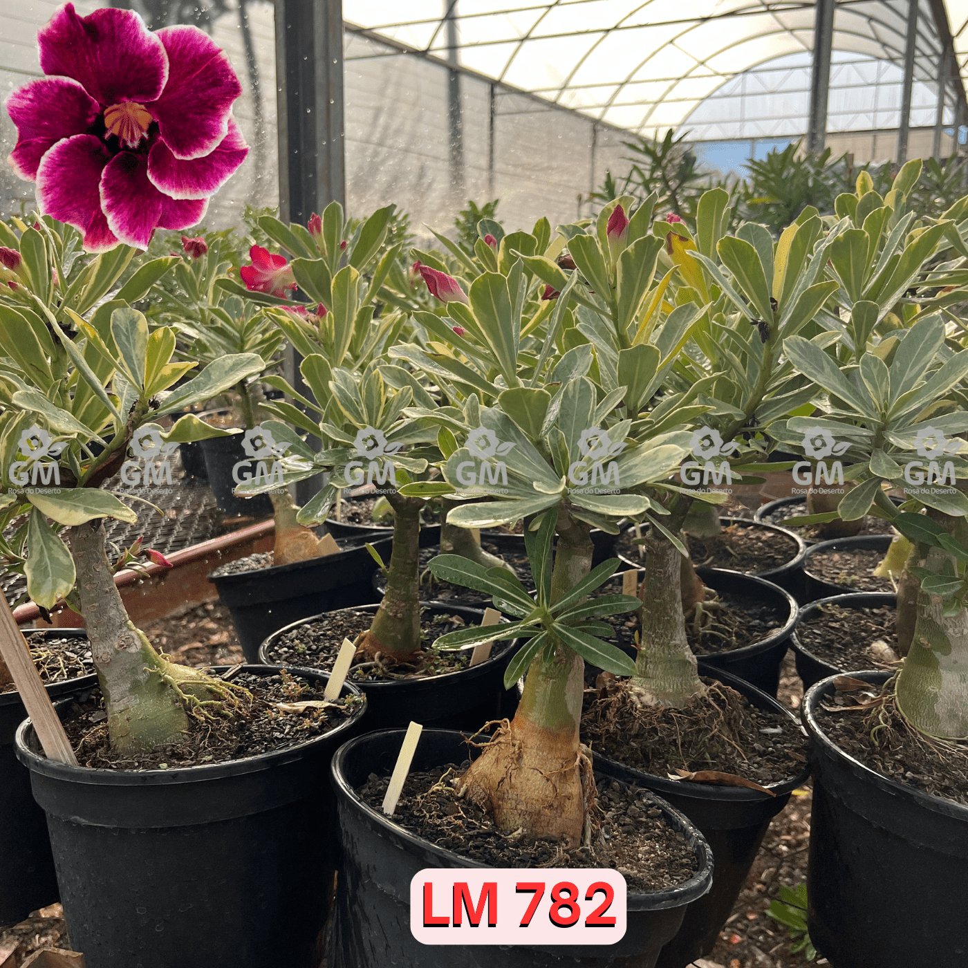 - Rosa do Deserto - ENXERTO ADULTO - LM 782 - Gm Rosa Do Deserto