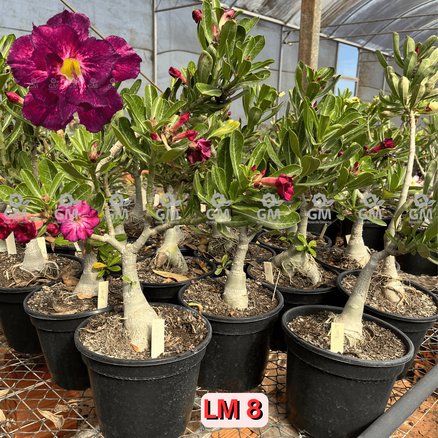 Rosa do Deserto - ENXERTO ADULTO - LM 8 - Gm Rosa Do Deserto