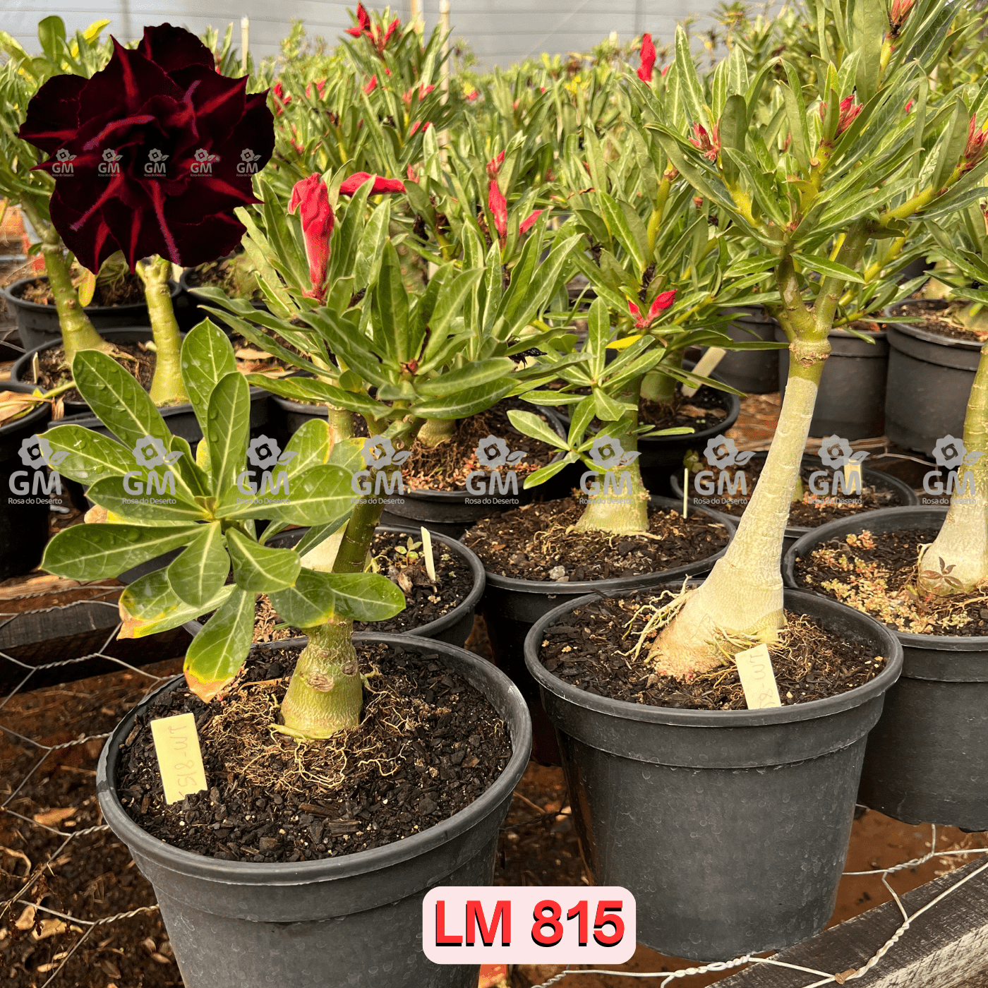 - Rosa do Deserto - ENXERTO ADULTO - LM 815 - Gm Rosa Do Deserto