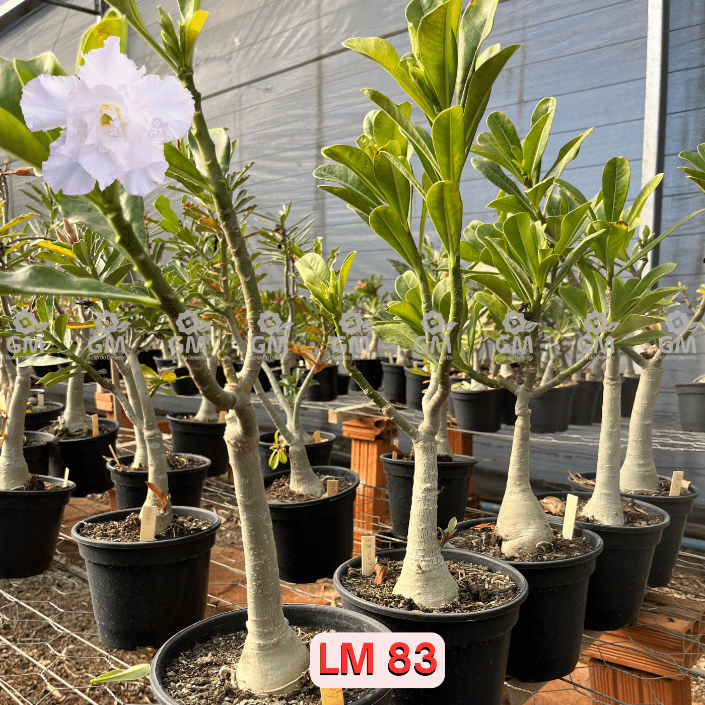 - Rosa do Deserto - ENXERTO ADULTO - LM 83 - Gm Rosa Do Deserto