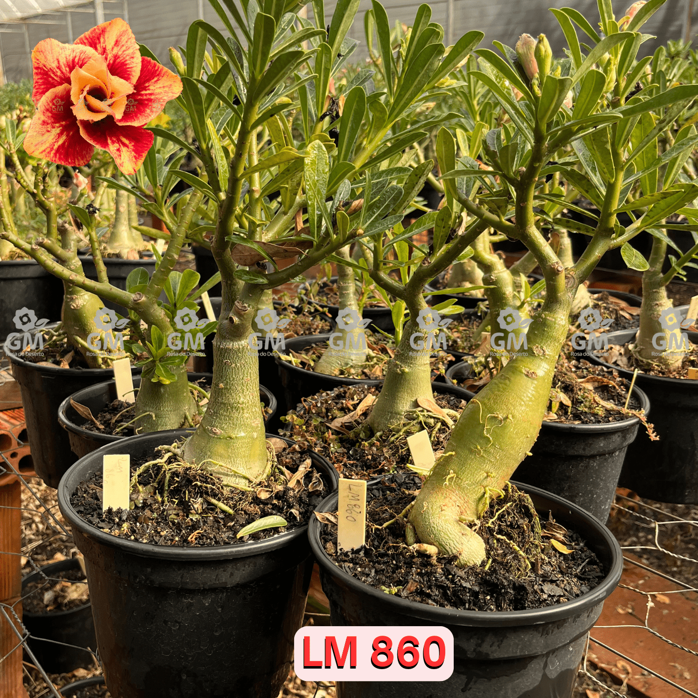 - Rosa do Deserto - ENXERTO ADULTO - LM 860 - Gm Rosa Do Deserto