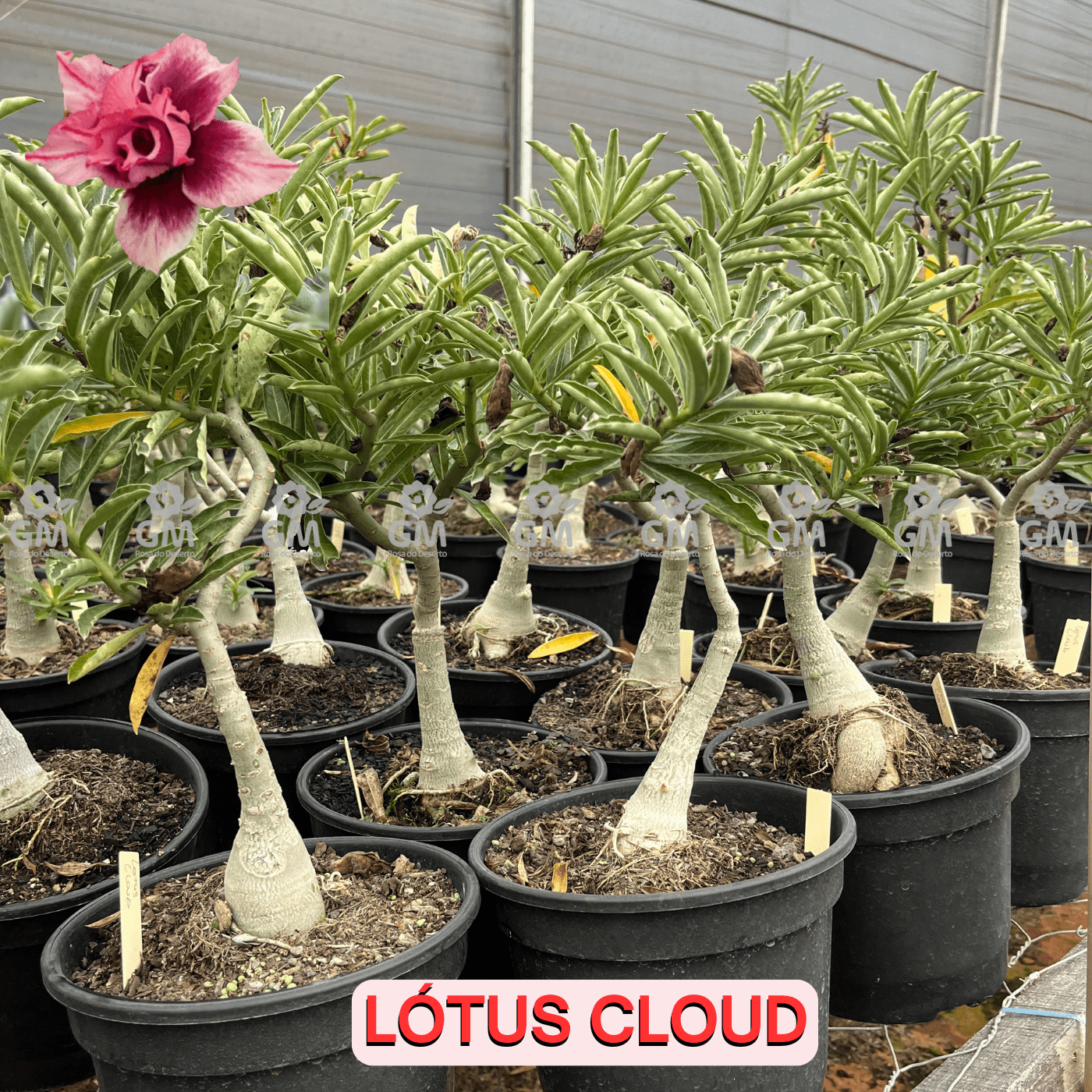 Rosa do Deserto - ENXERTO ADULTO - LOTUS CLOUD - Gm Rosa Do Deserto