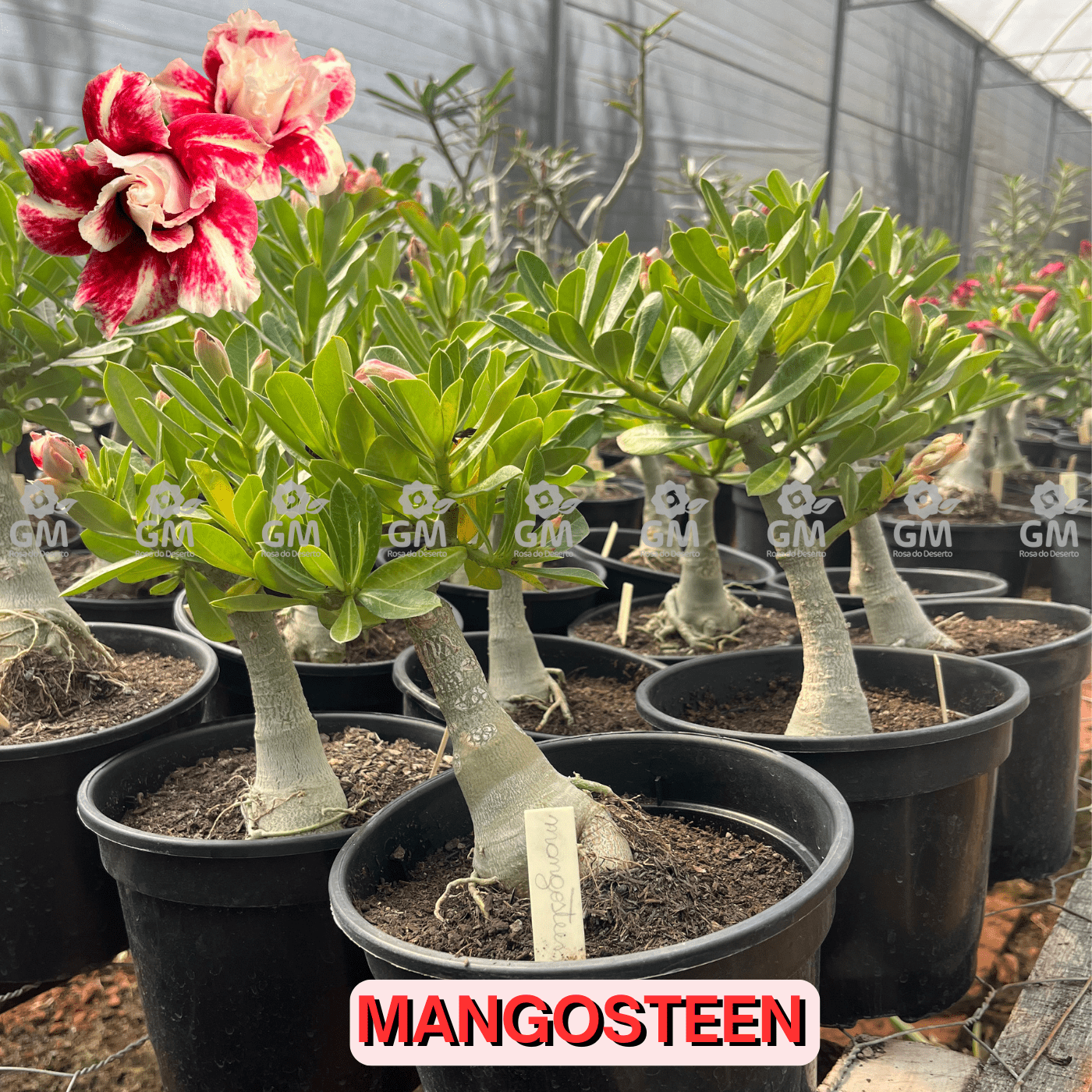 Rosa do Deserto - ENXERTO ADULTO - MANGOSTEEN - Gm Rosa Do Deserto