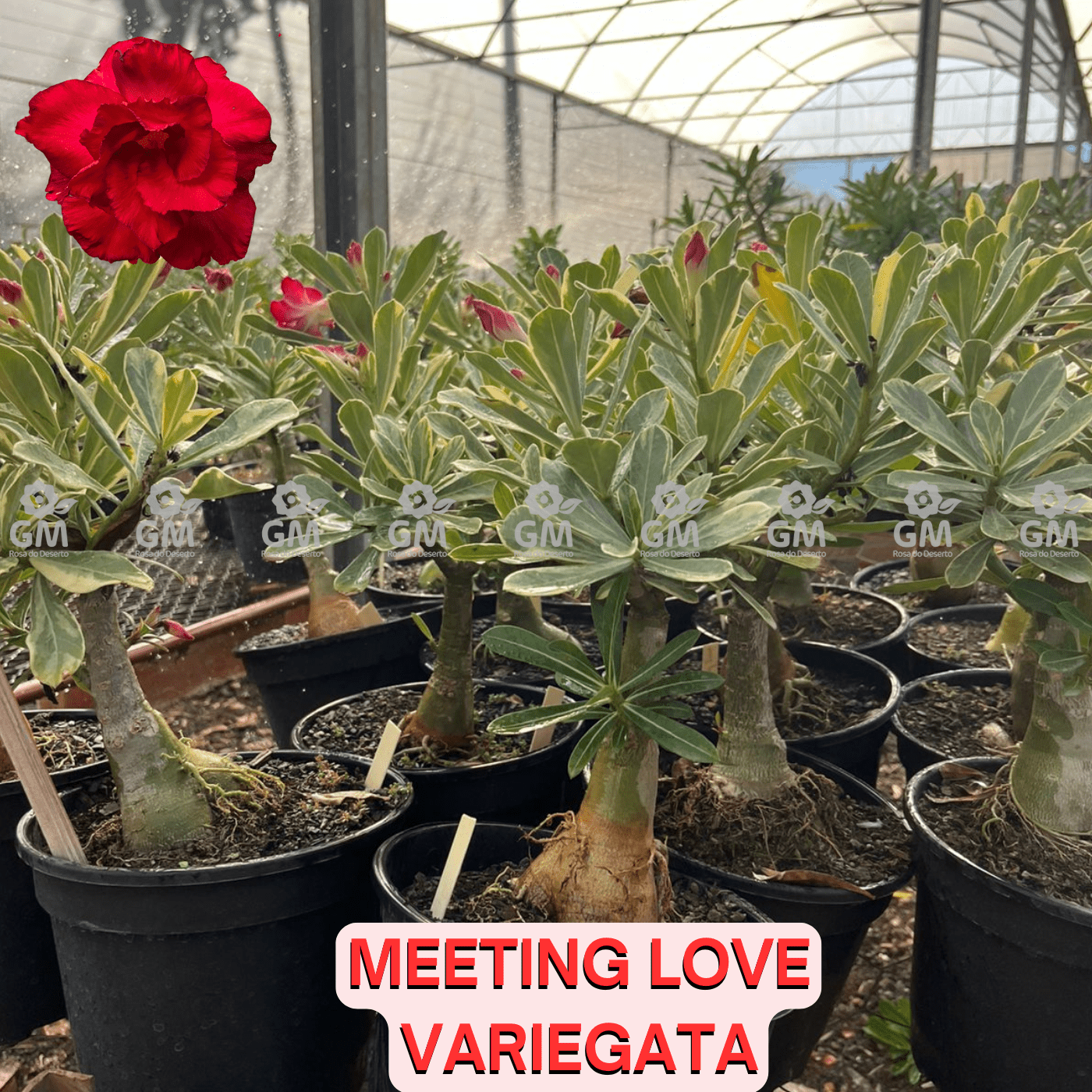 - Rosa do Deserto - ENXERTO ADULTO - MEETING LOVE ( VARIEGATA ) - Gm Rosa Do Deserto